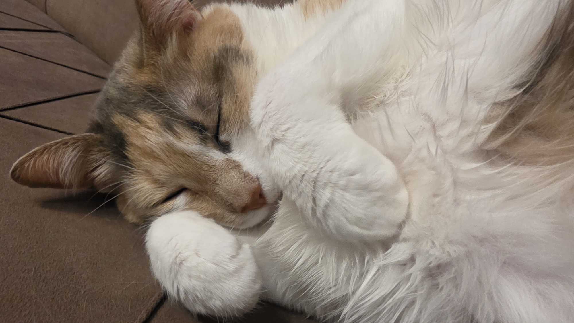 Calico cat spotted napping on couch in Sofia