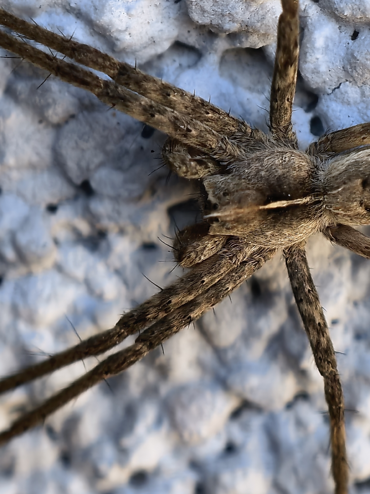 Spider photographed in macro detail in Bulgarian spa town