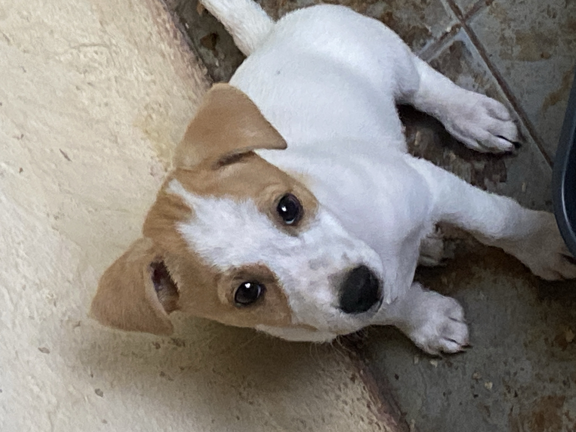 Jack Russell puppy goes from curious to fast asleep in Sokhumi