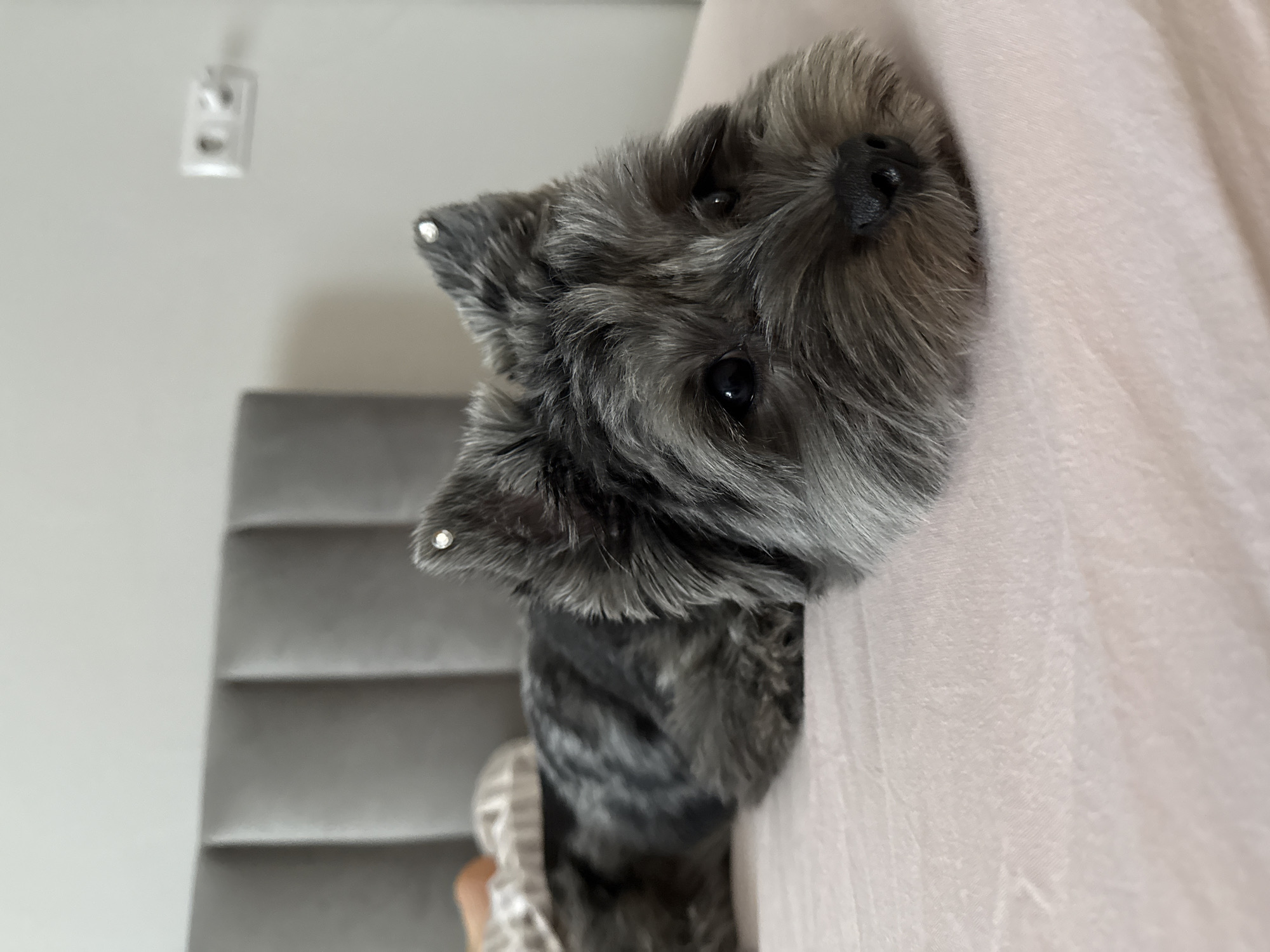 Dogs relaxing at home, rope toy in frame