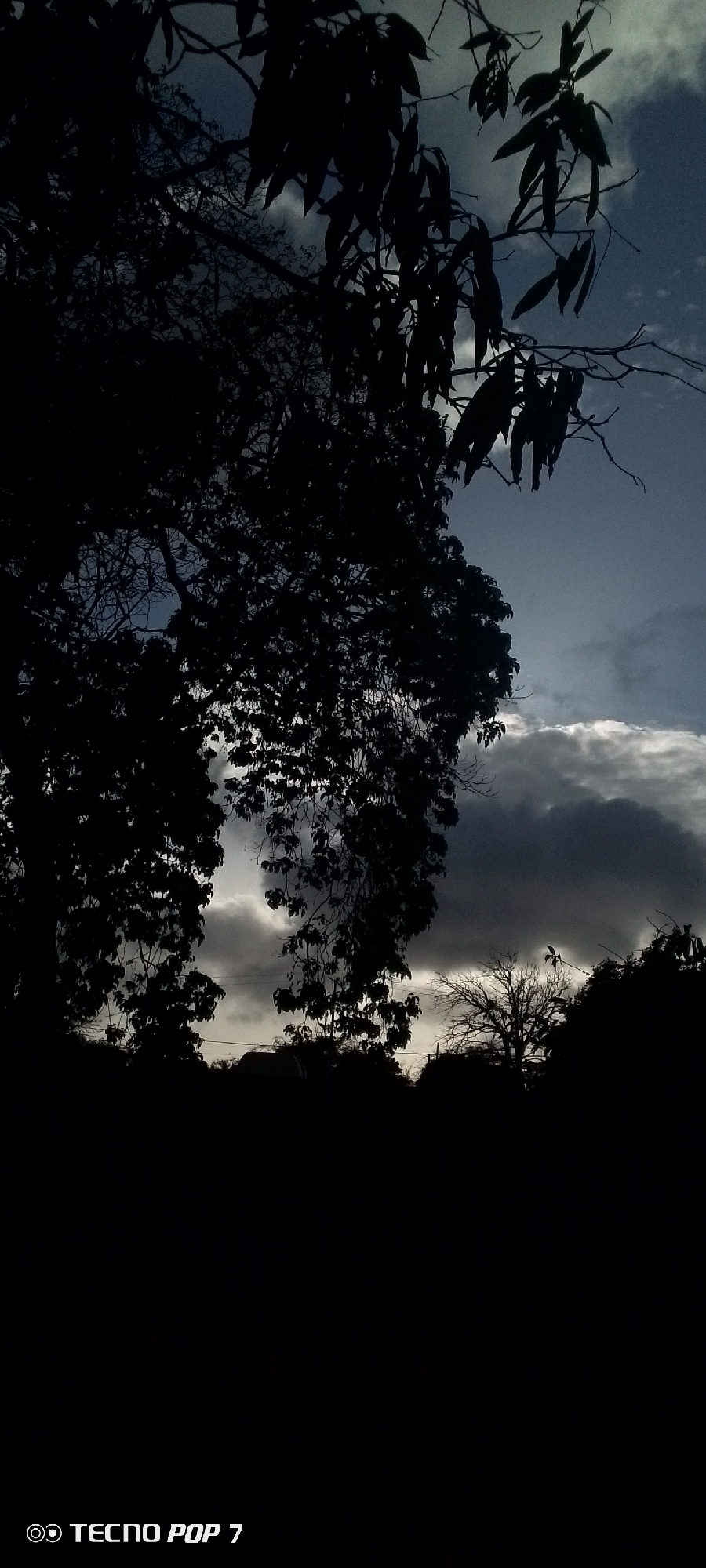 Dusk skies and mango trees over Altagracia, Venezuela