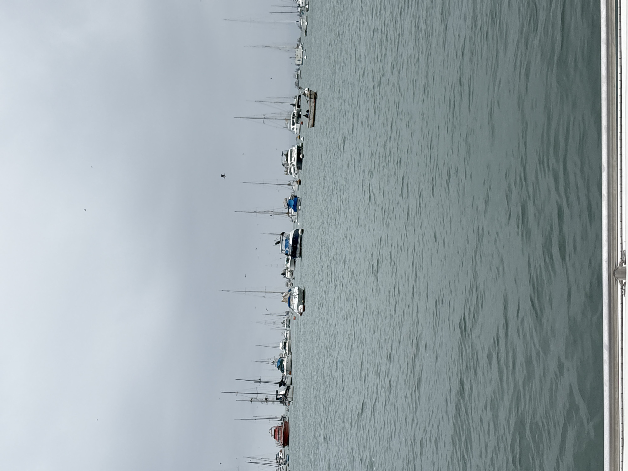Cloudy afternoon at La Punta marina, boats and wildlife