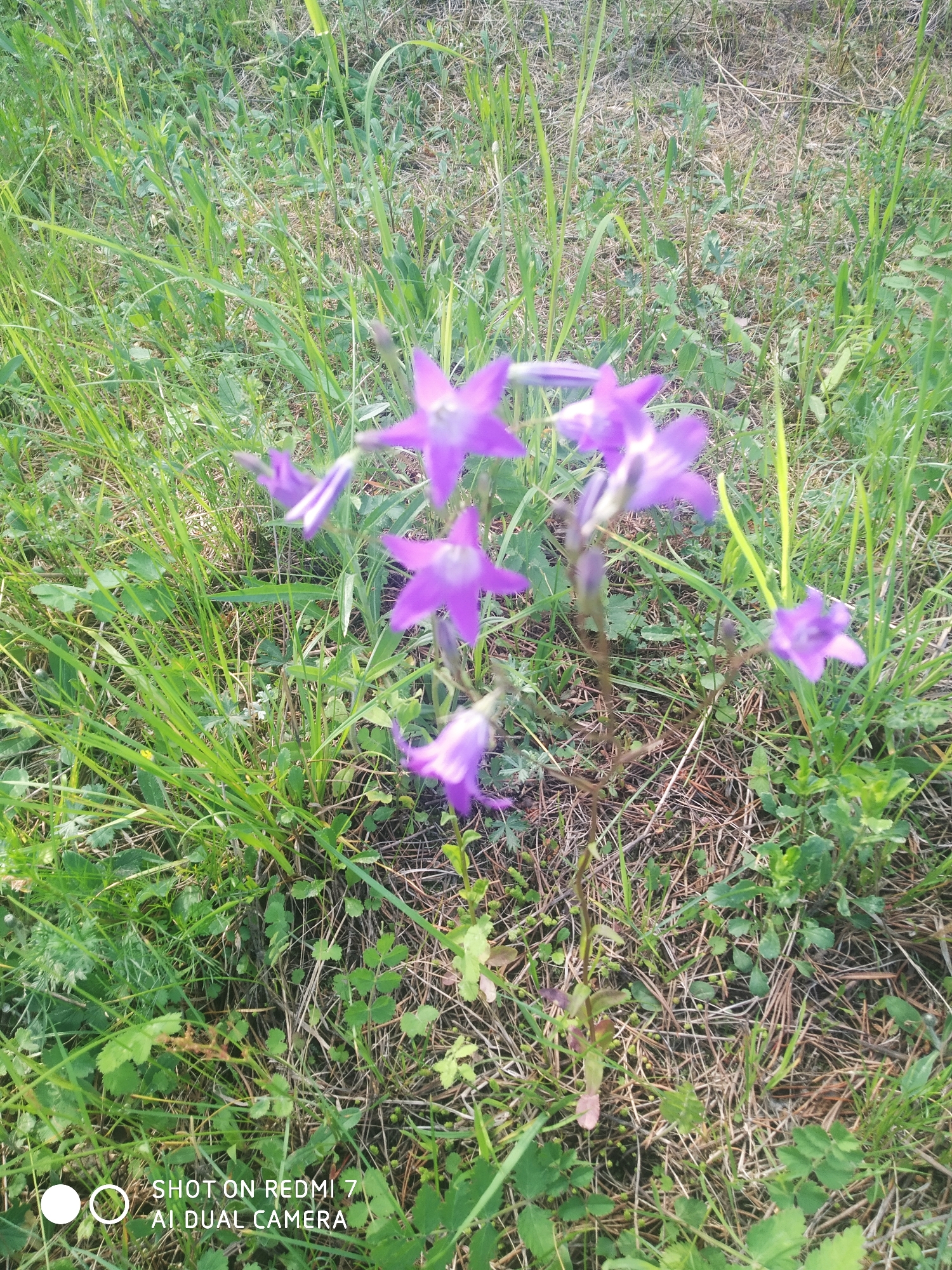 Purple wildflowers observed in Chaikovsky meadow