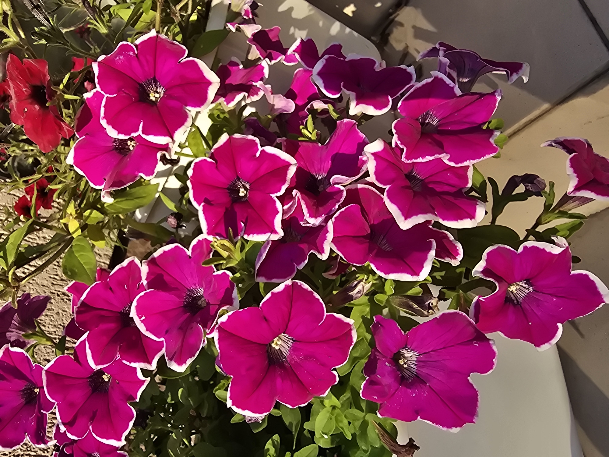 Summer garden tour through Sofiivska Borshchahivka in full bloom