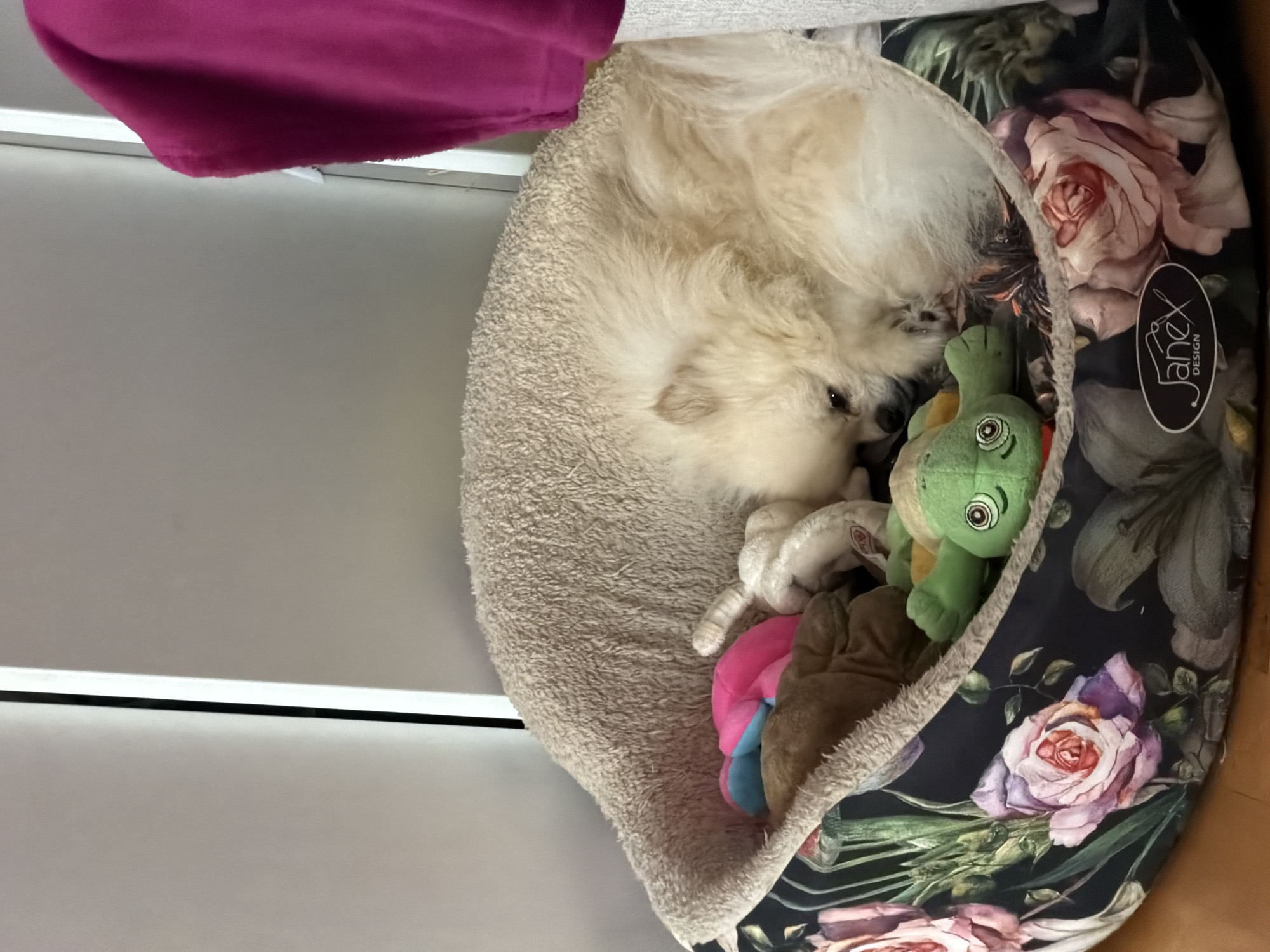 White Pomeranian rests with toys in decorated bed
