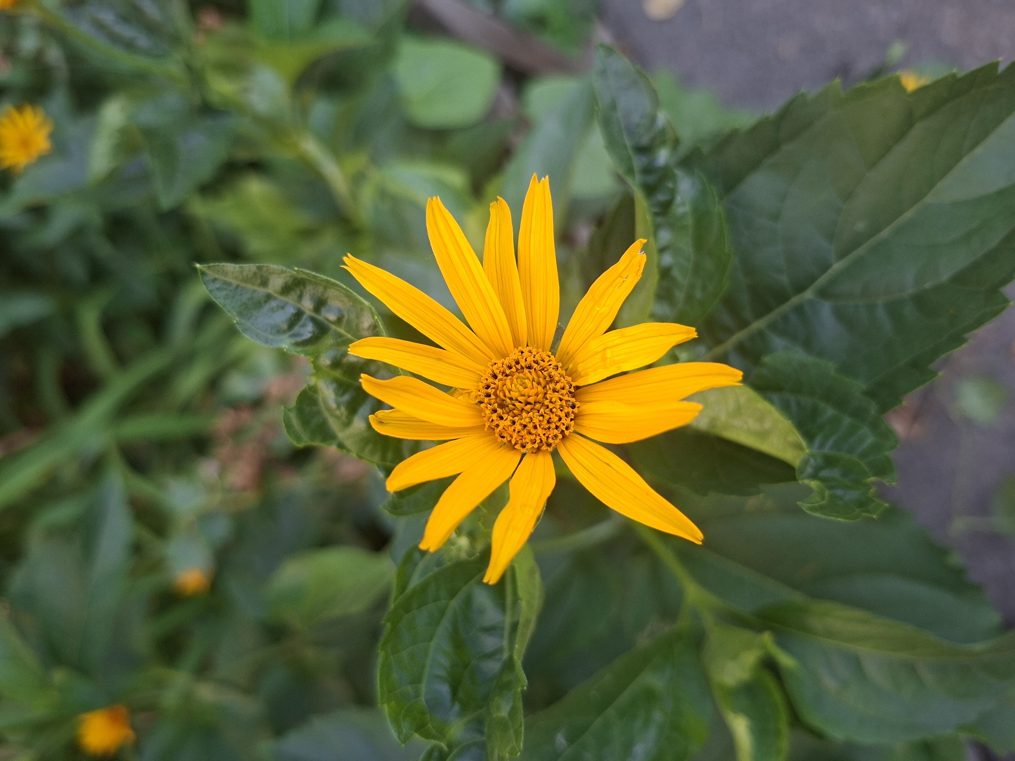 Flowers, cats, water, and everyday scenes on a July afternoon