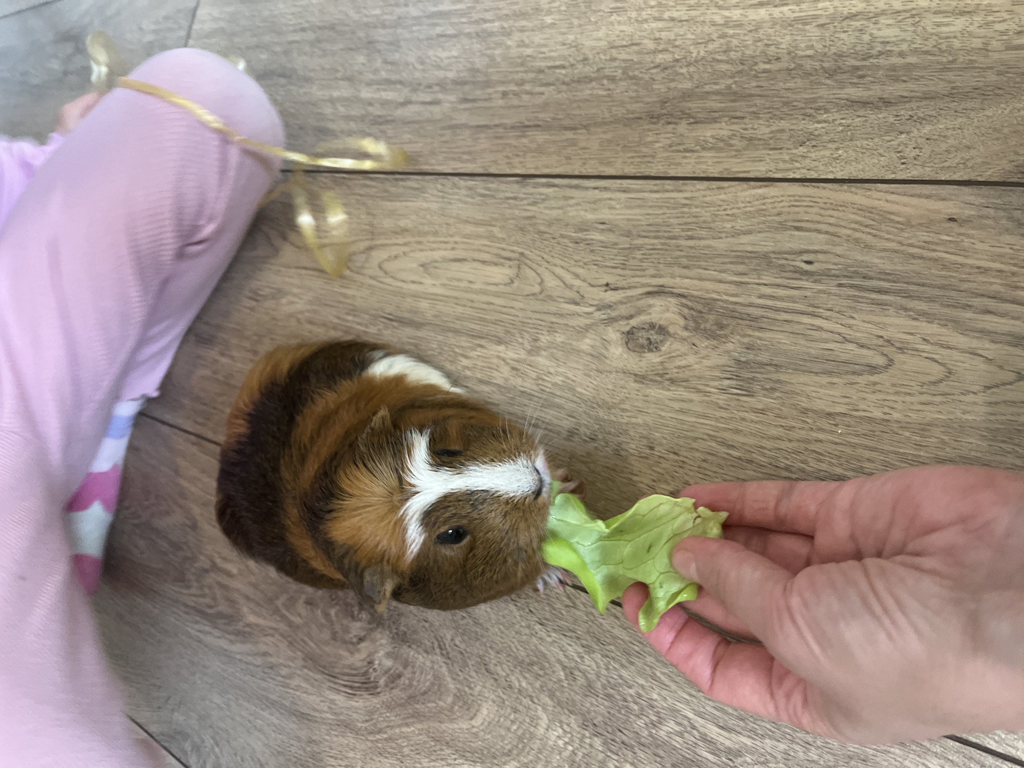 Child with face paint feeds guinea pig during balloon play