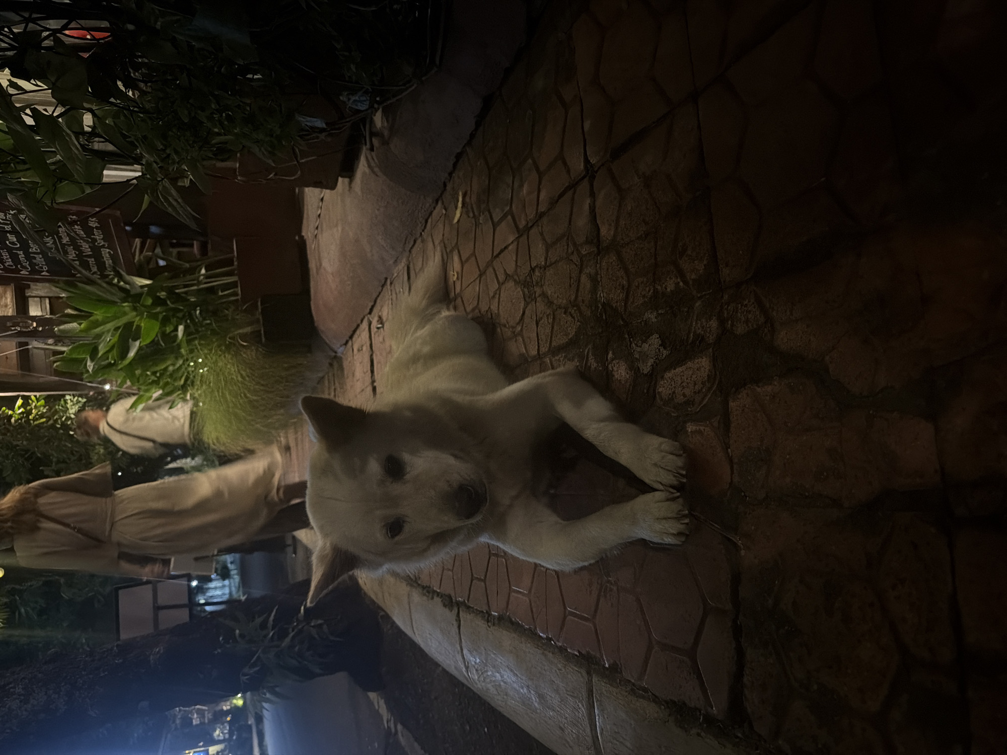 White dog rests on Ubud street during afternoon