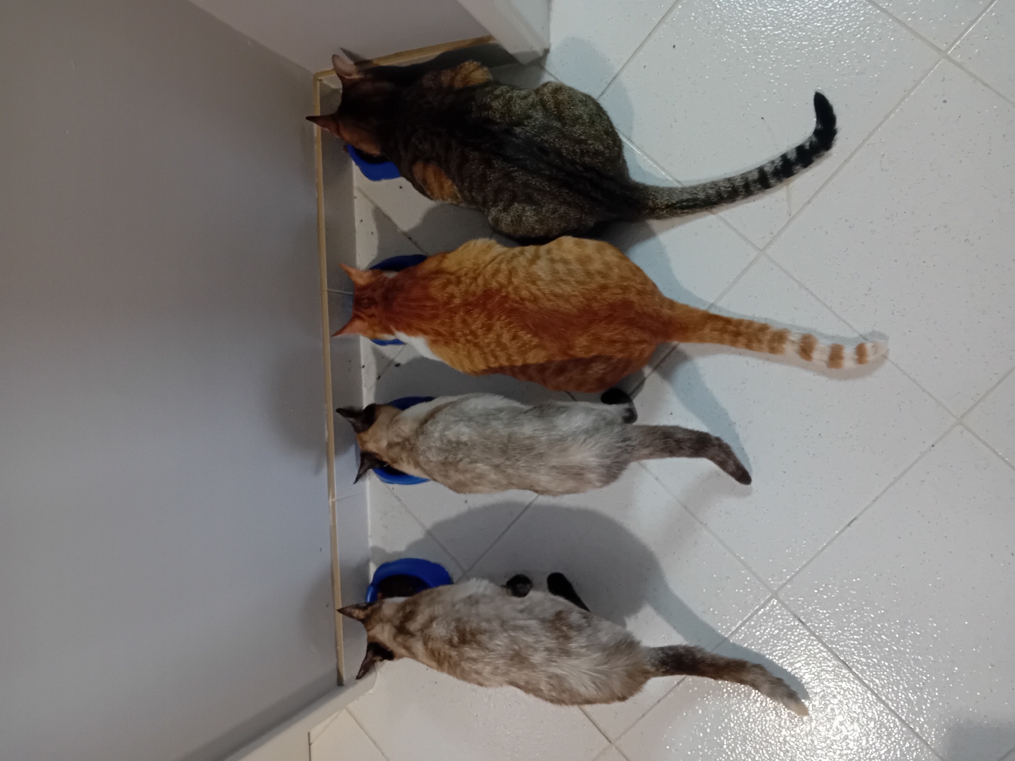 Four cats observed feeding from blue bowls