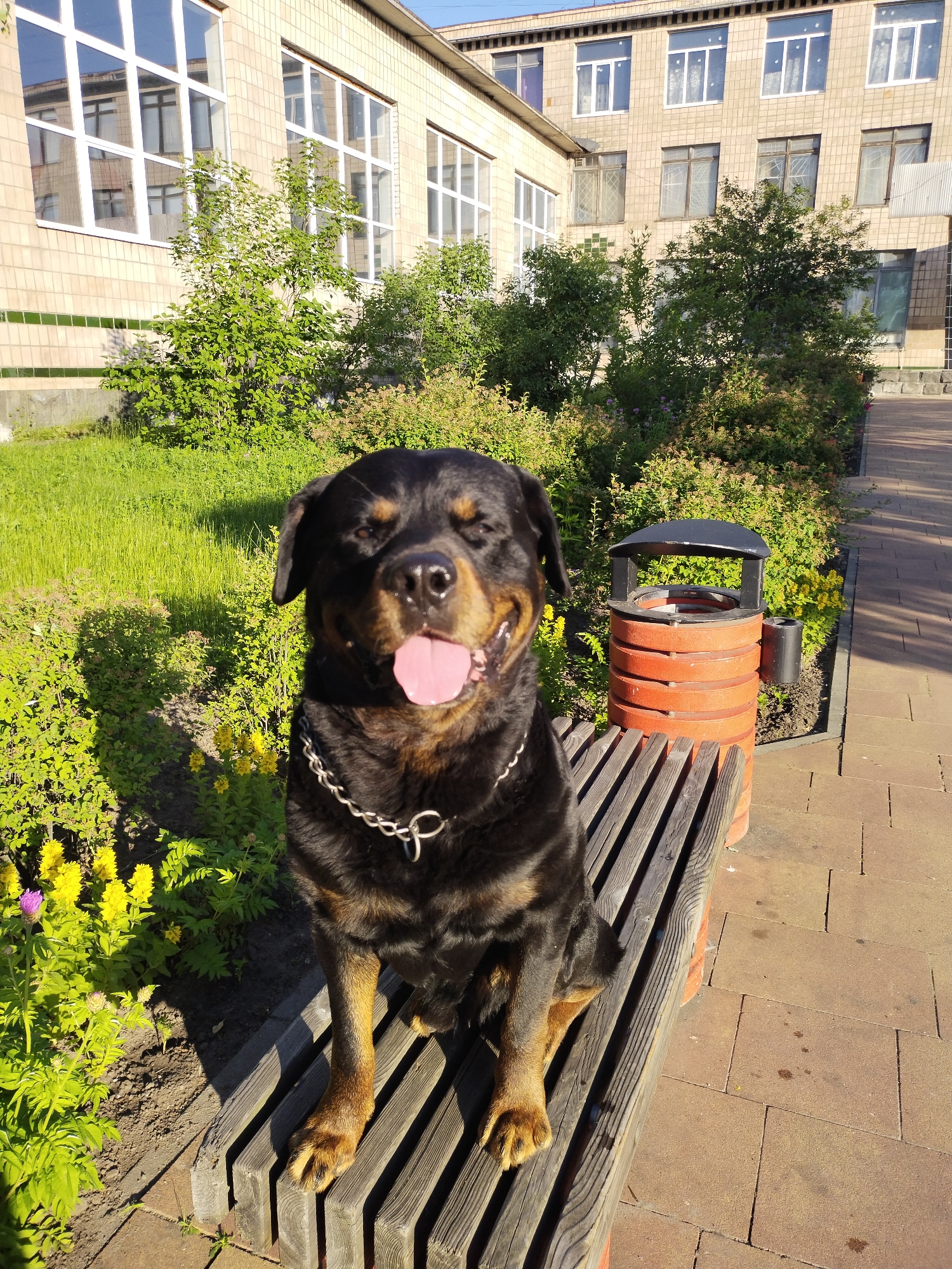 Woman documents early morning park visit with dogs in Ukraine