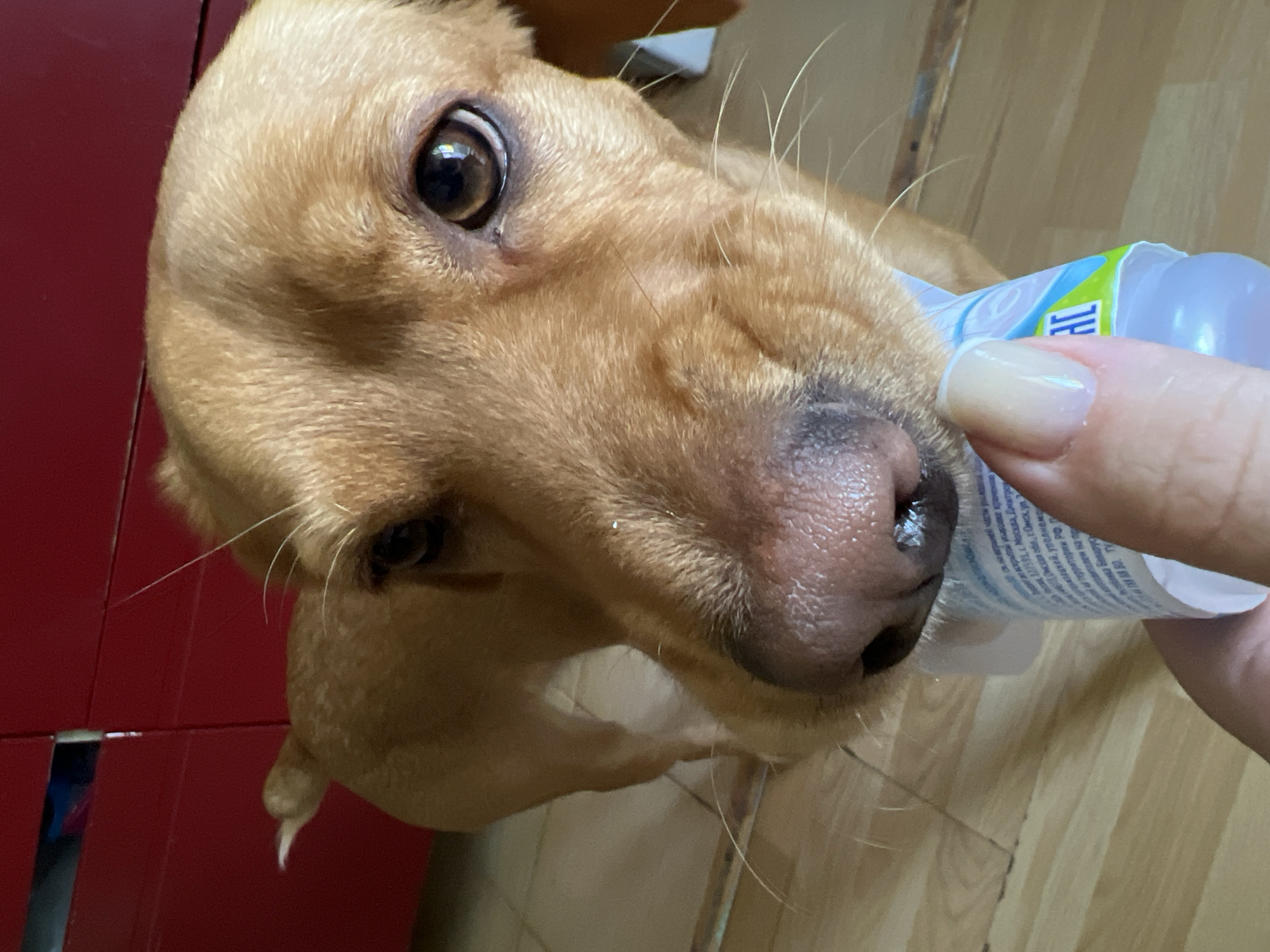 Dog receives treatment from owner in Chaikovsky, Russia