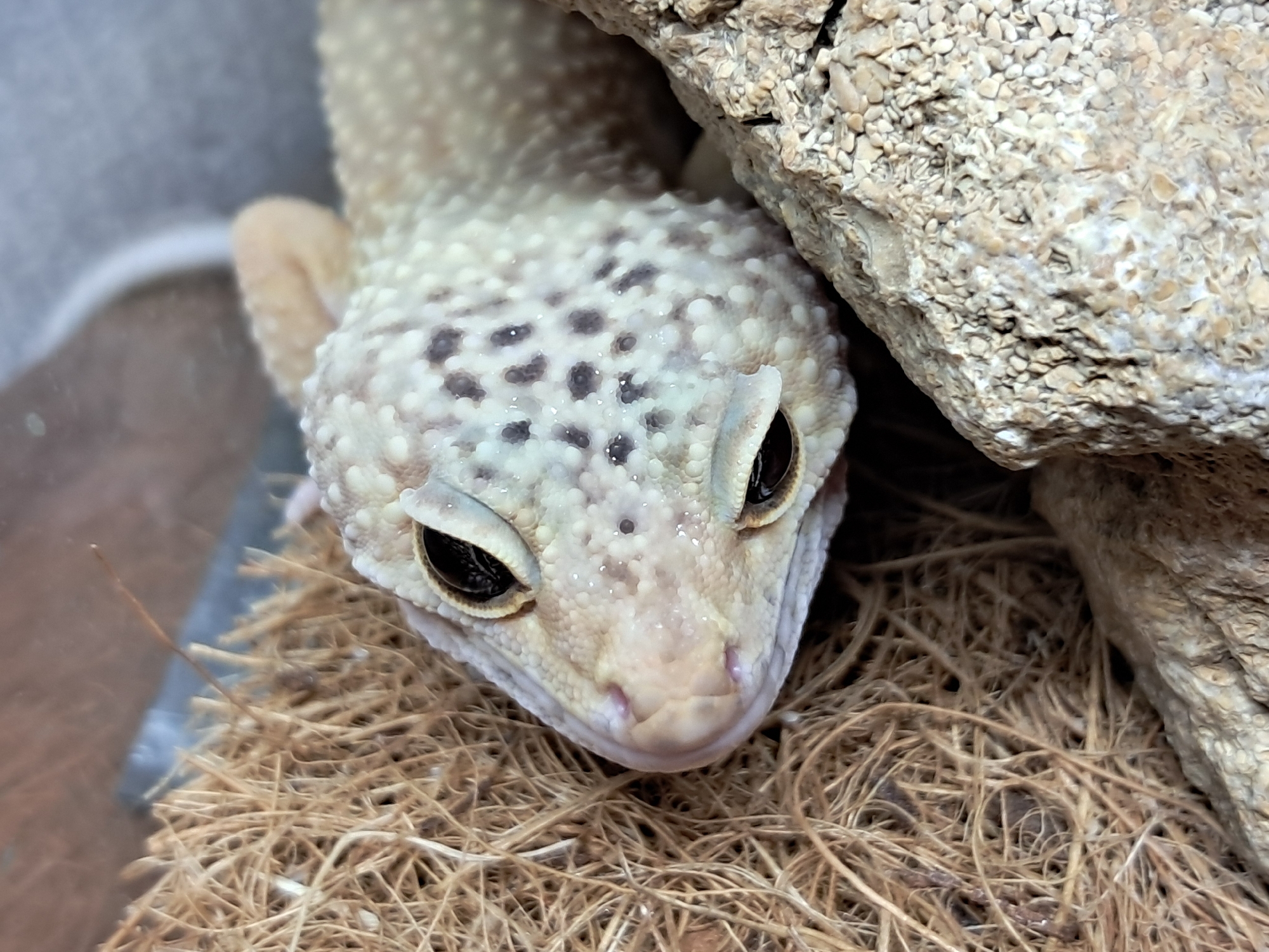 Leopard gecko explores rocky terrarium setup in Ukraine