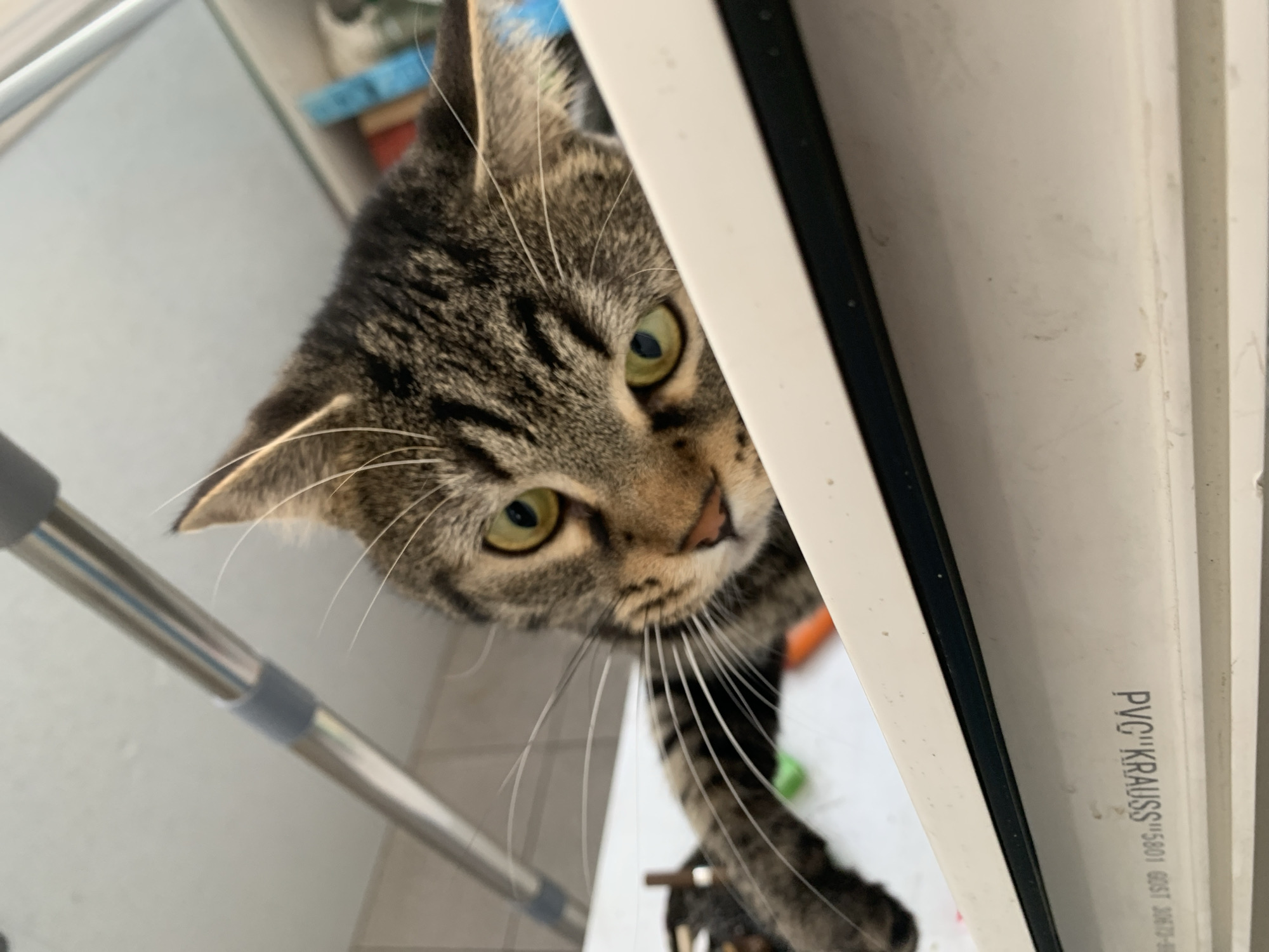 Tabby cat spotted indoors in Stavropol home