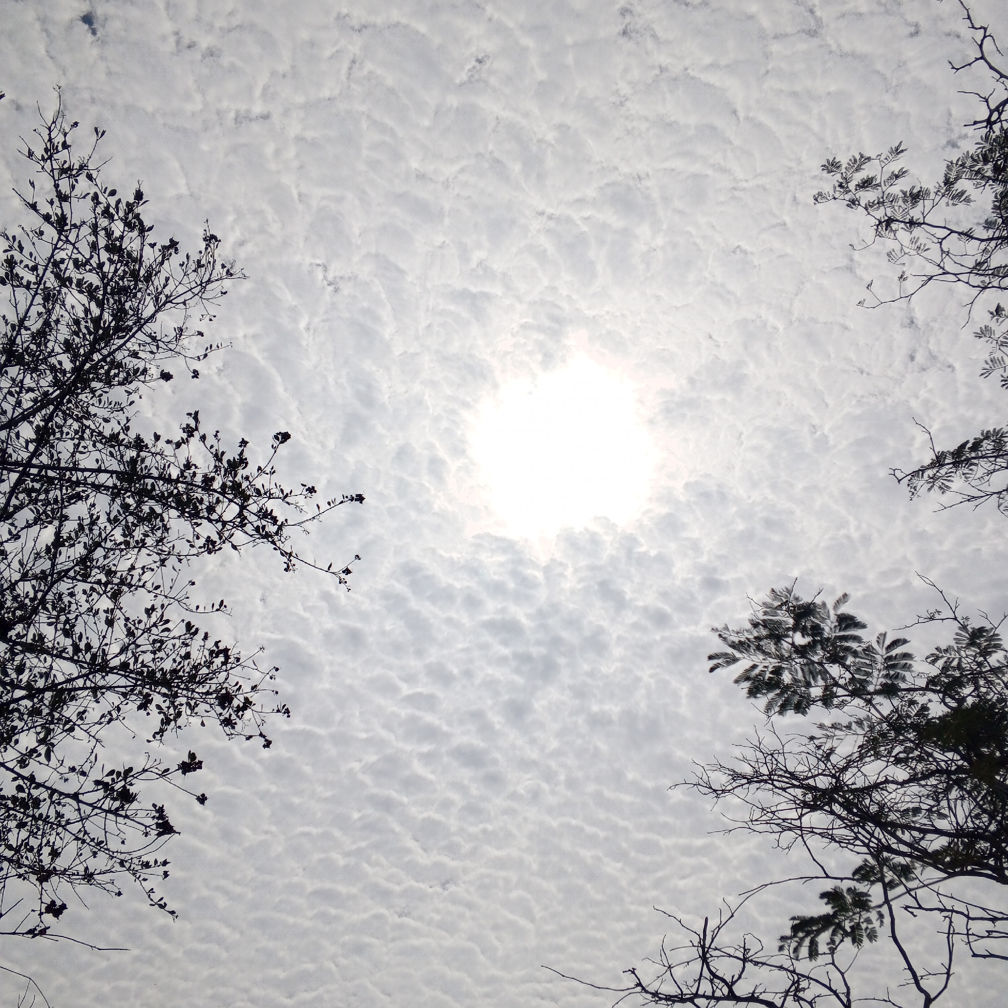 Witnesses document afternoon sky patterns and outdoor scenes