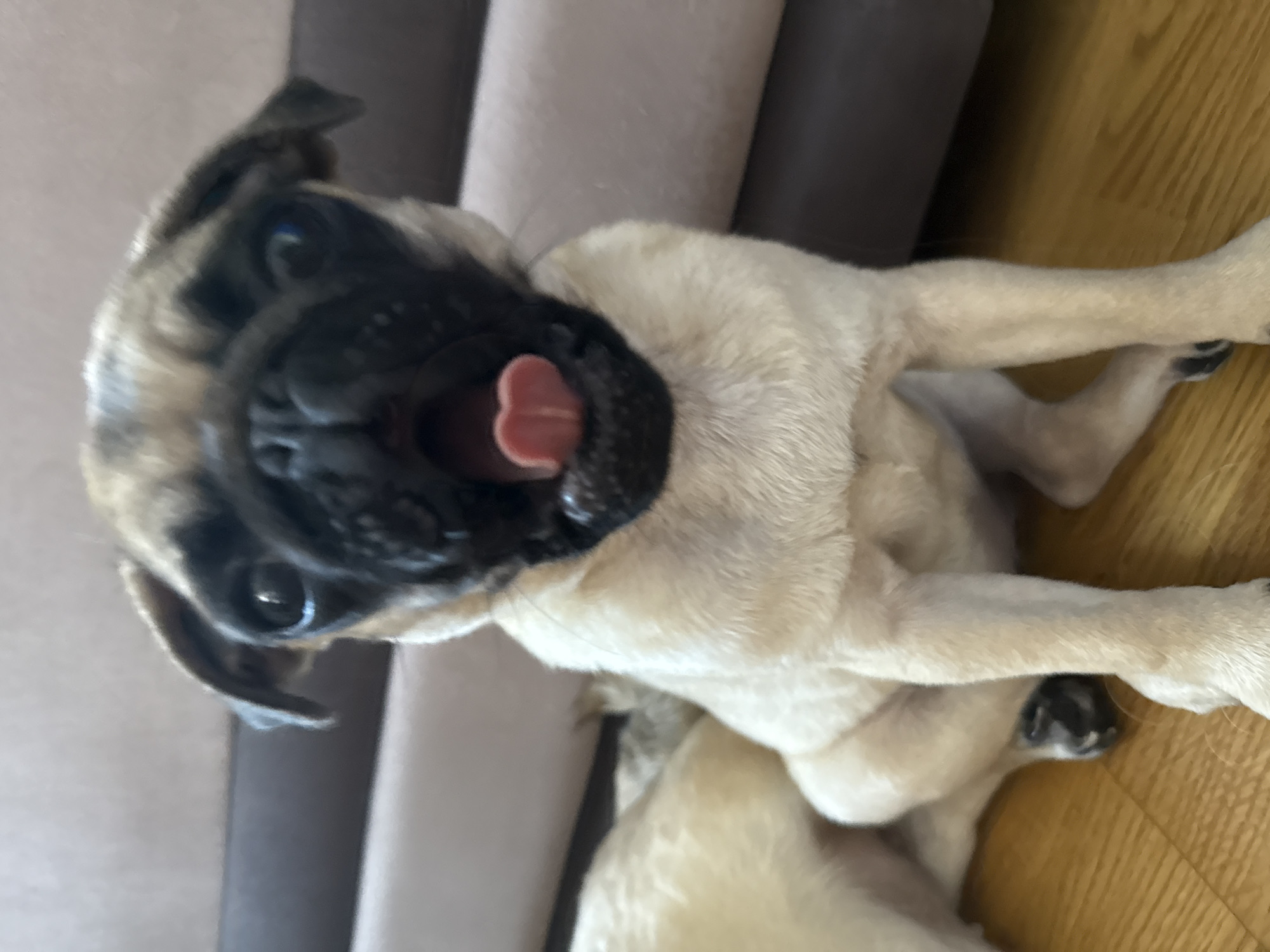 Pug dogs photographed indoors during morning hours
