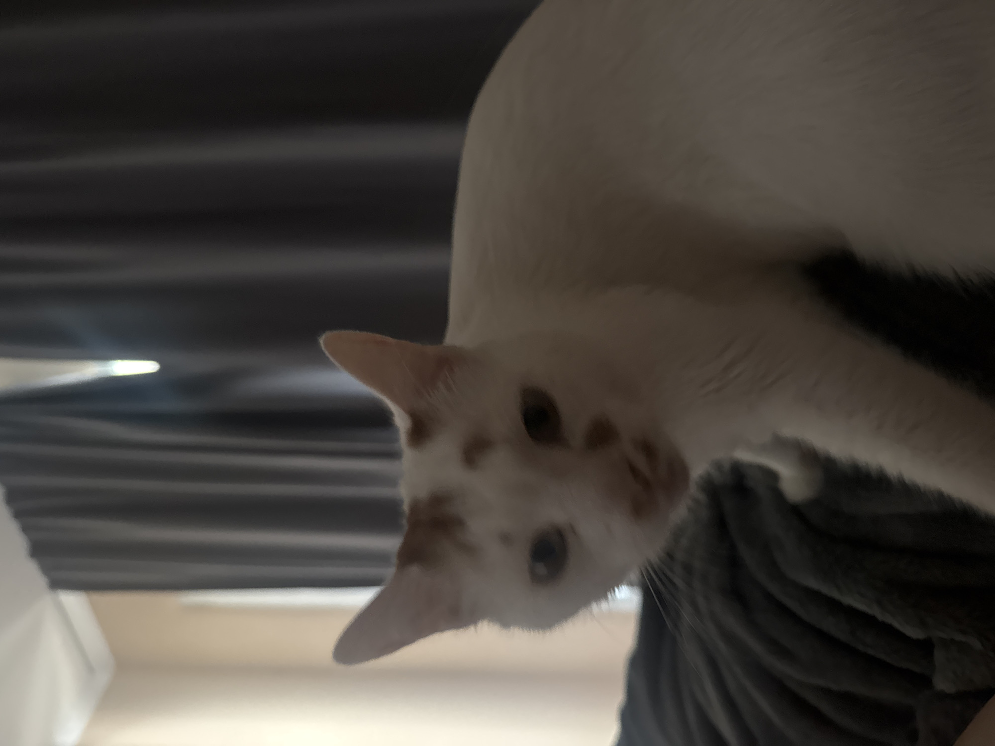 Sofia resident documents quiet morning with pet cat