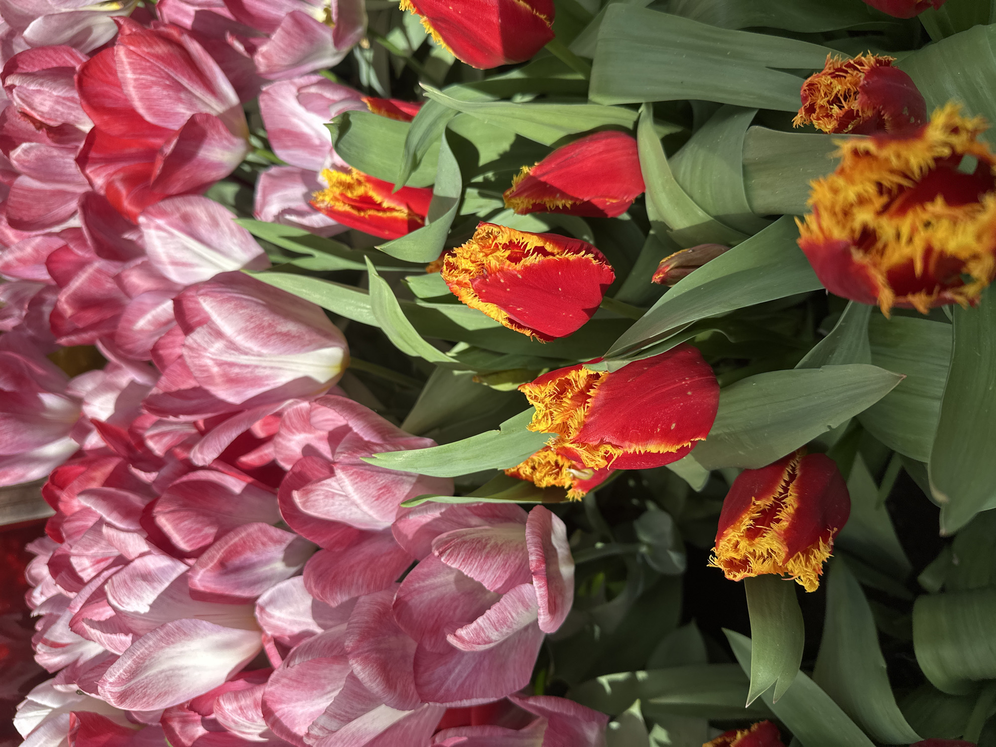 Spring garden scene documented by witnesses in London