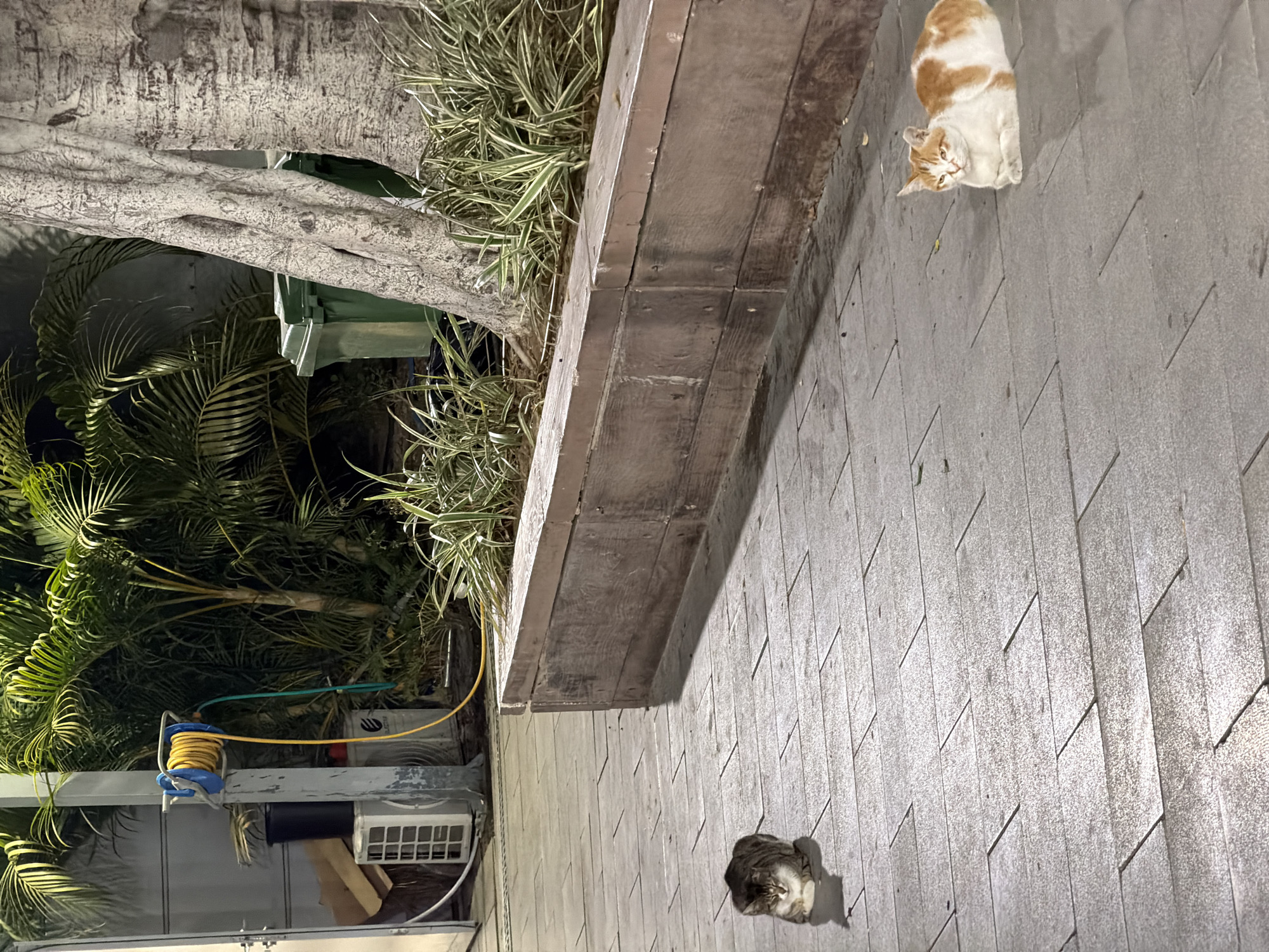Two cats spotted in Tel-Aviv street scene