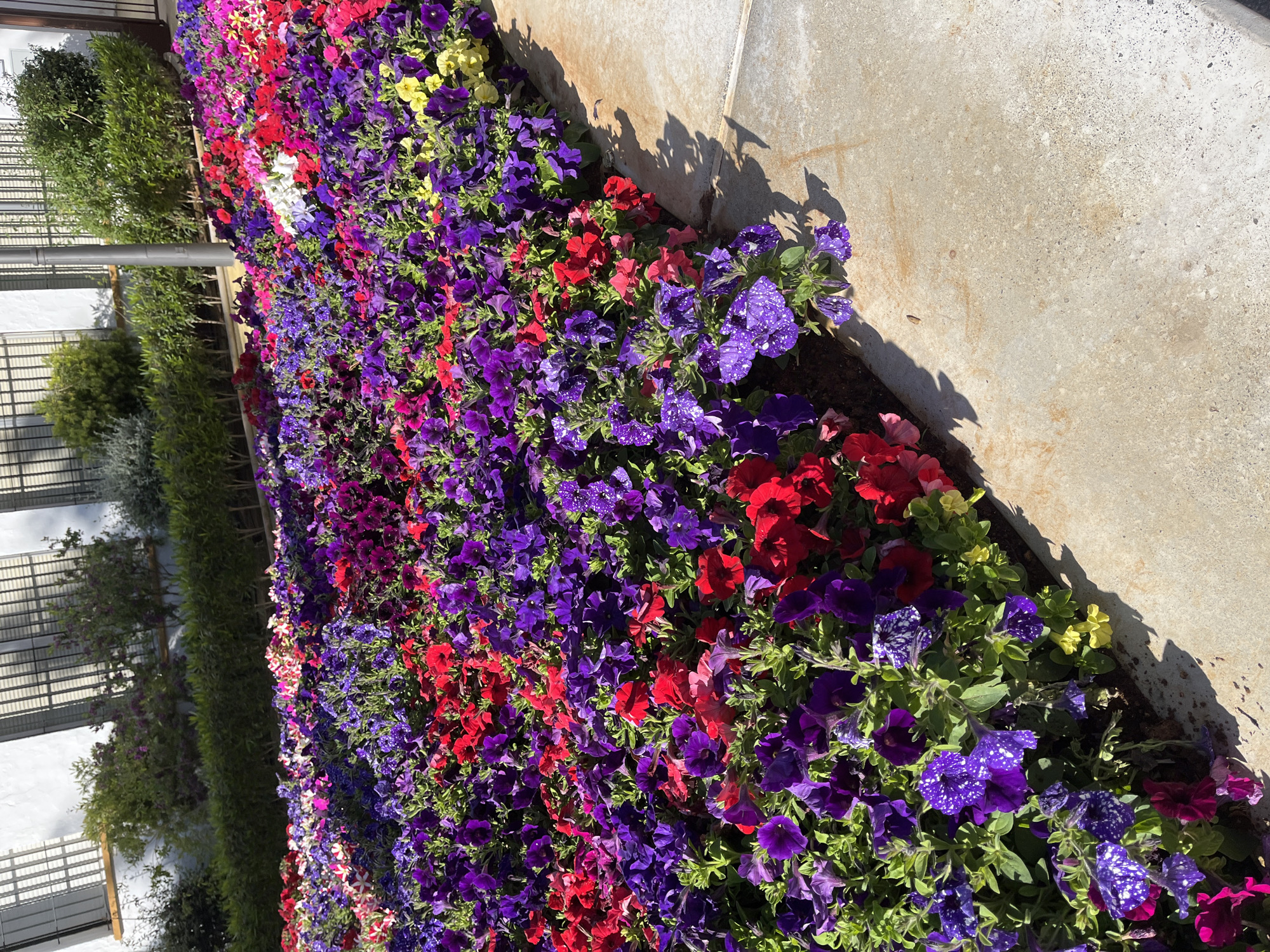 Colorful petunia flower bed documented in Dos Hermanas, Spain