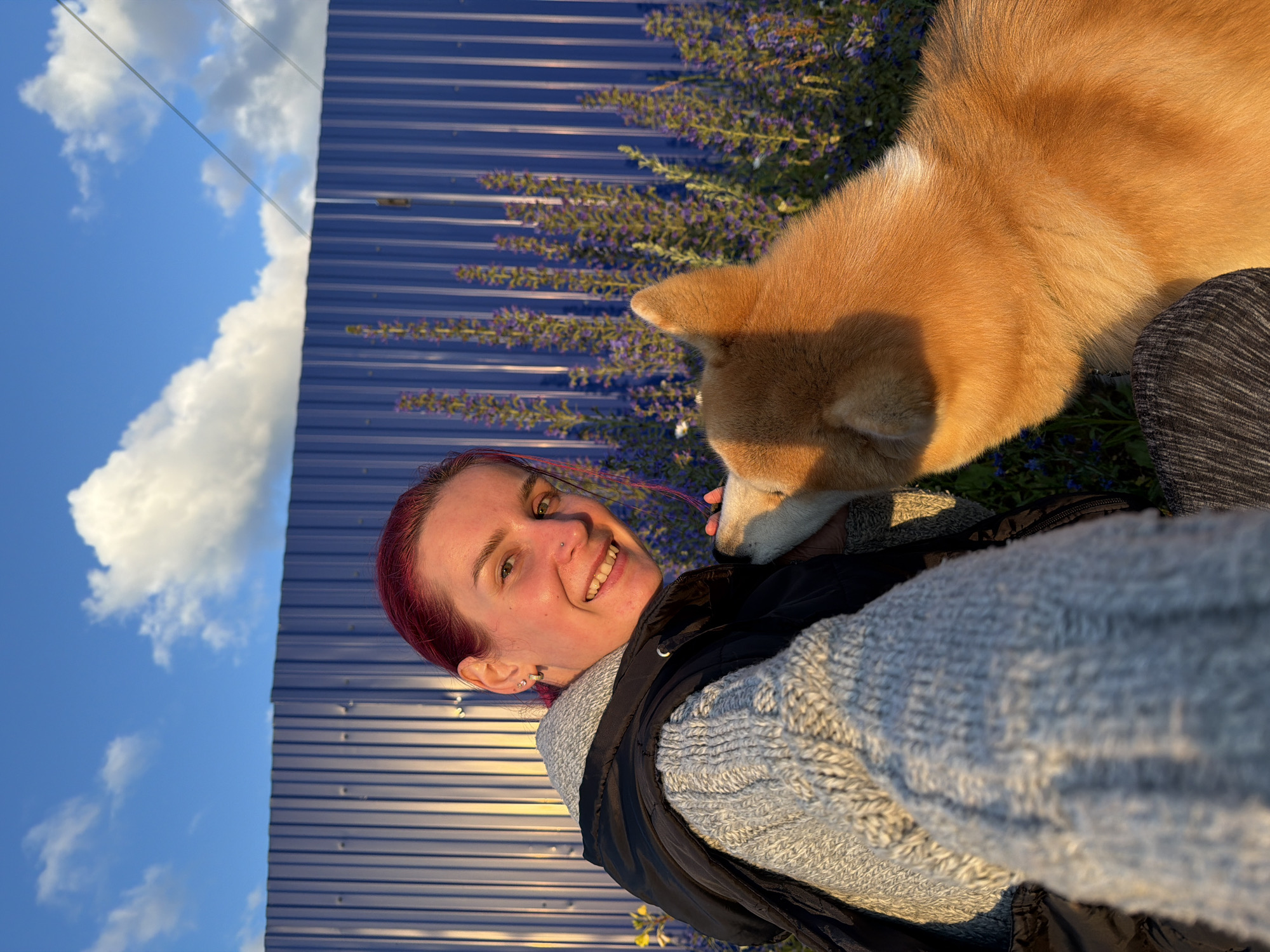 Akita walk through Chaikovsky fields at golden hour