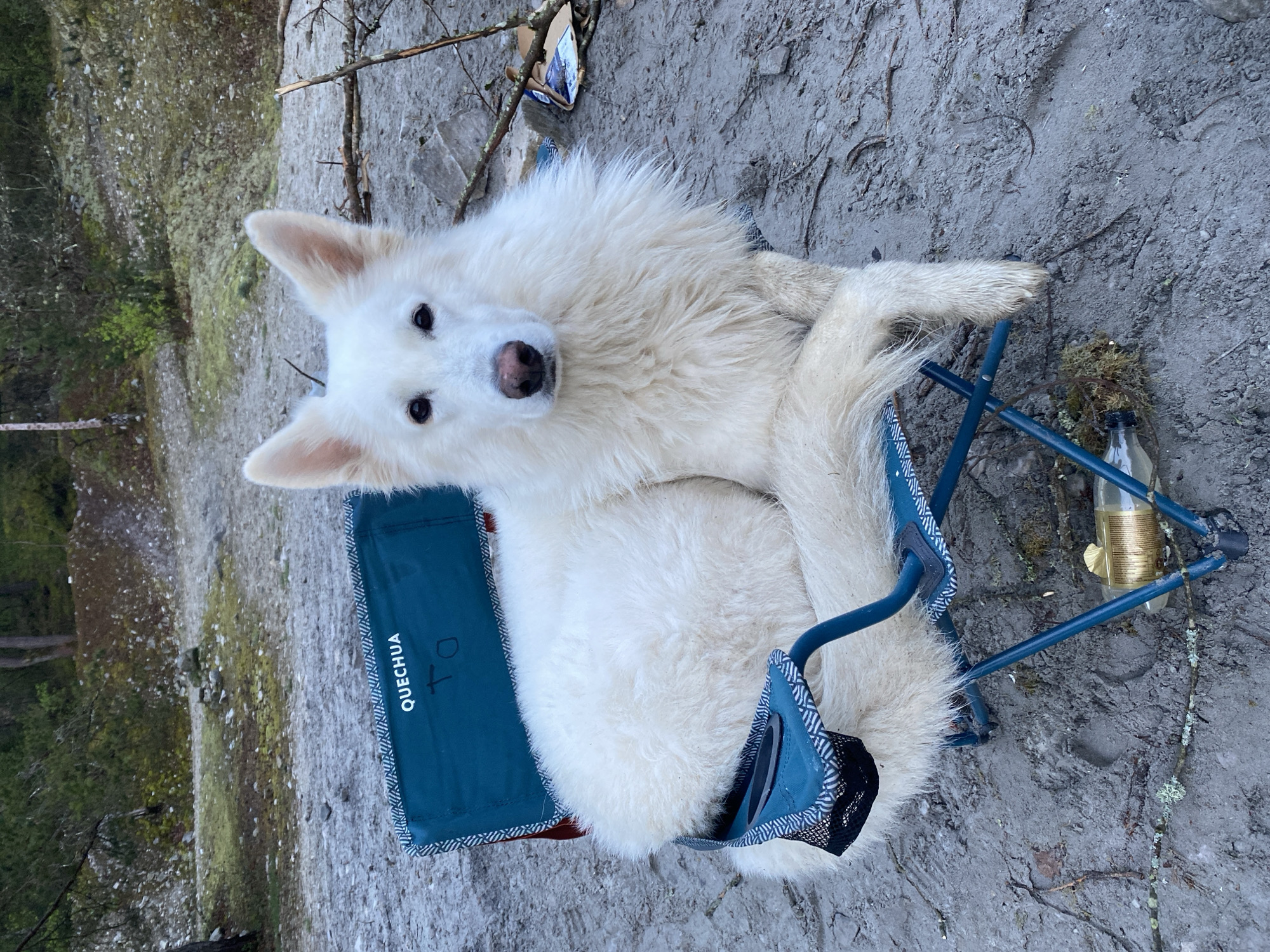 Dog sits on camping chair during early morning gathering