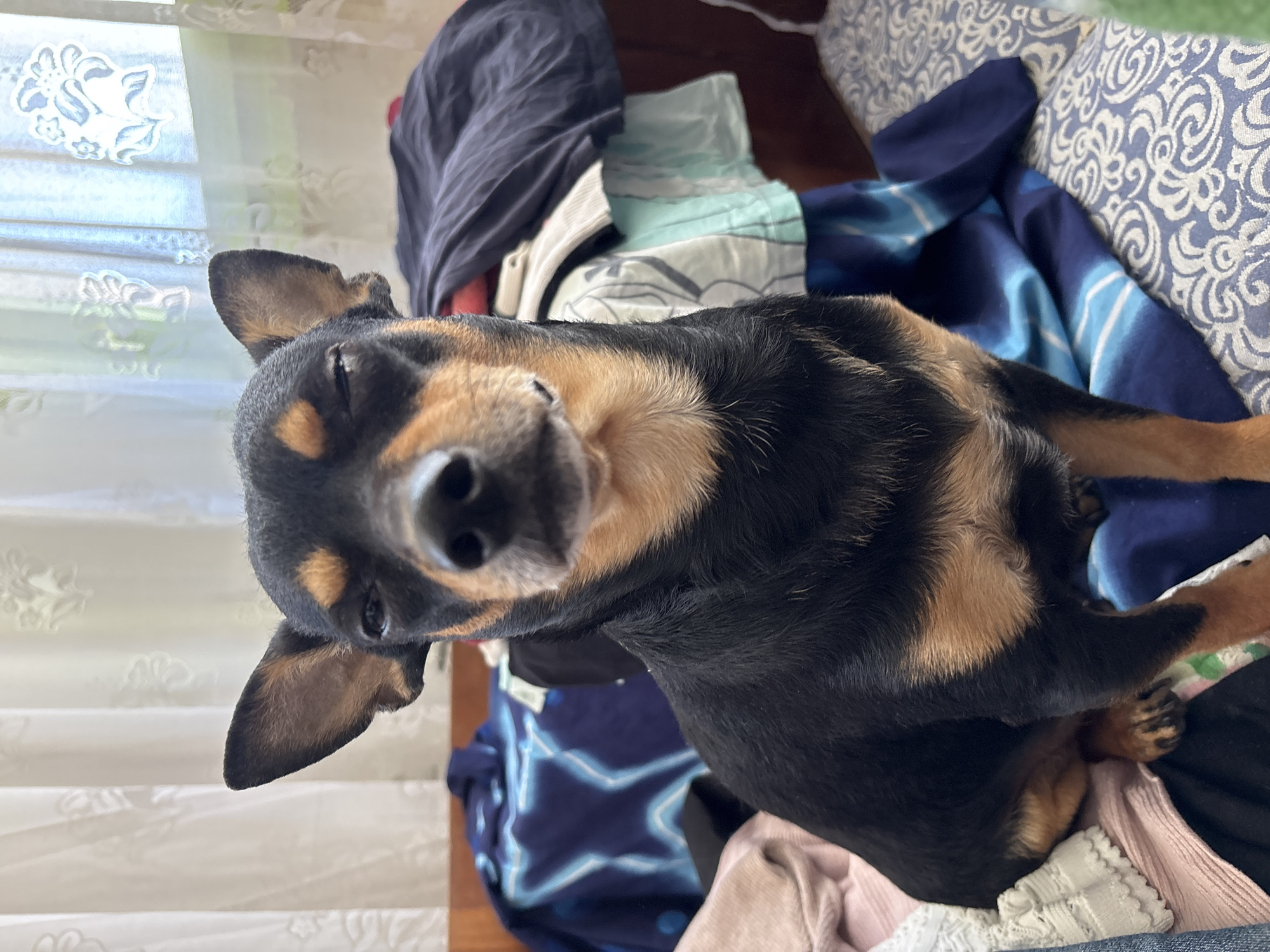 Miniature Pinscher rests on colorful textiles in Kuklen, Bulgaria