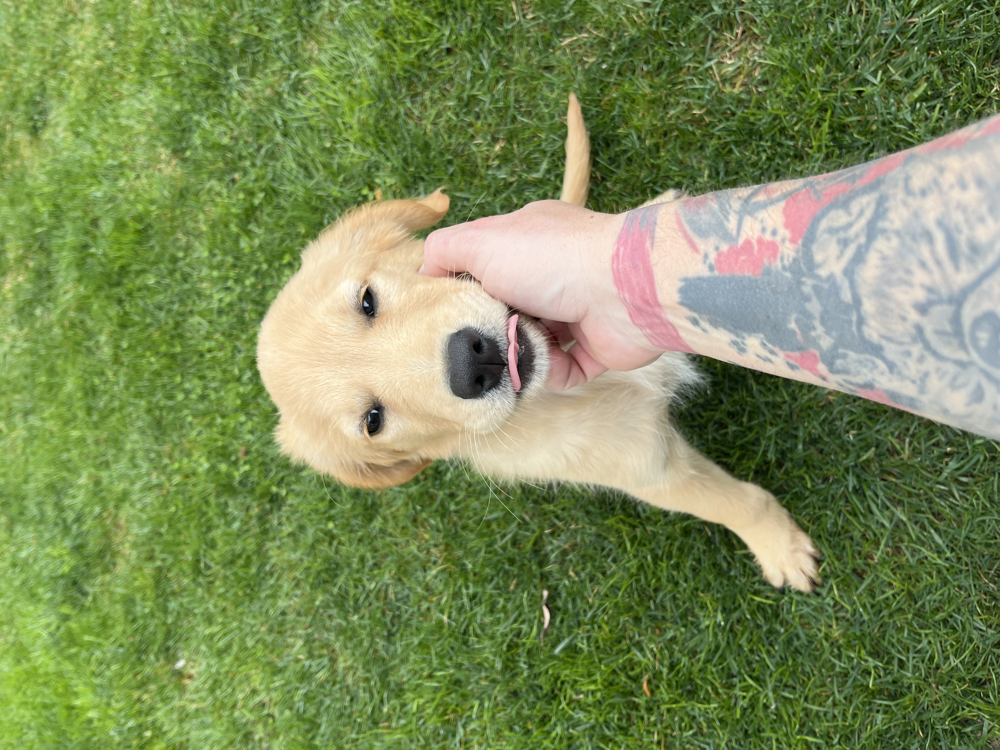 Golden retriever puppy plays on lawn in Kostinbrod
