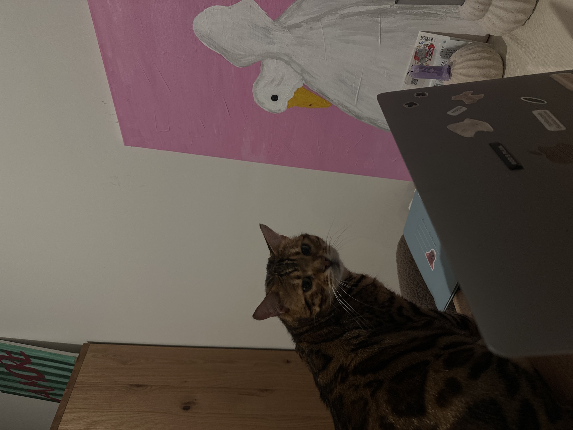 Bengal cat observed indoors in Kiel home Friday evening