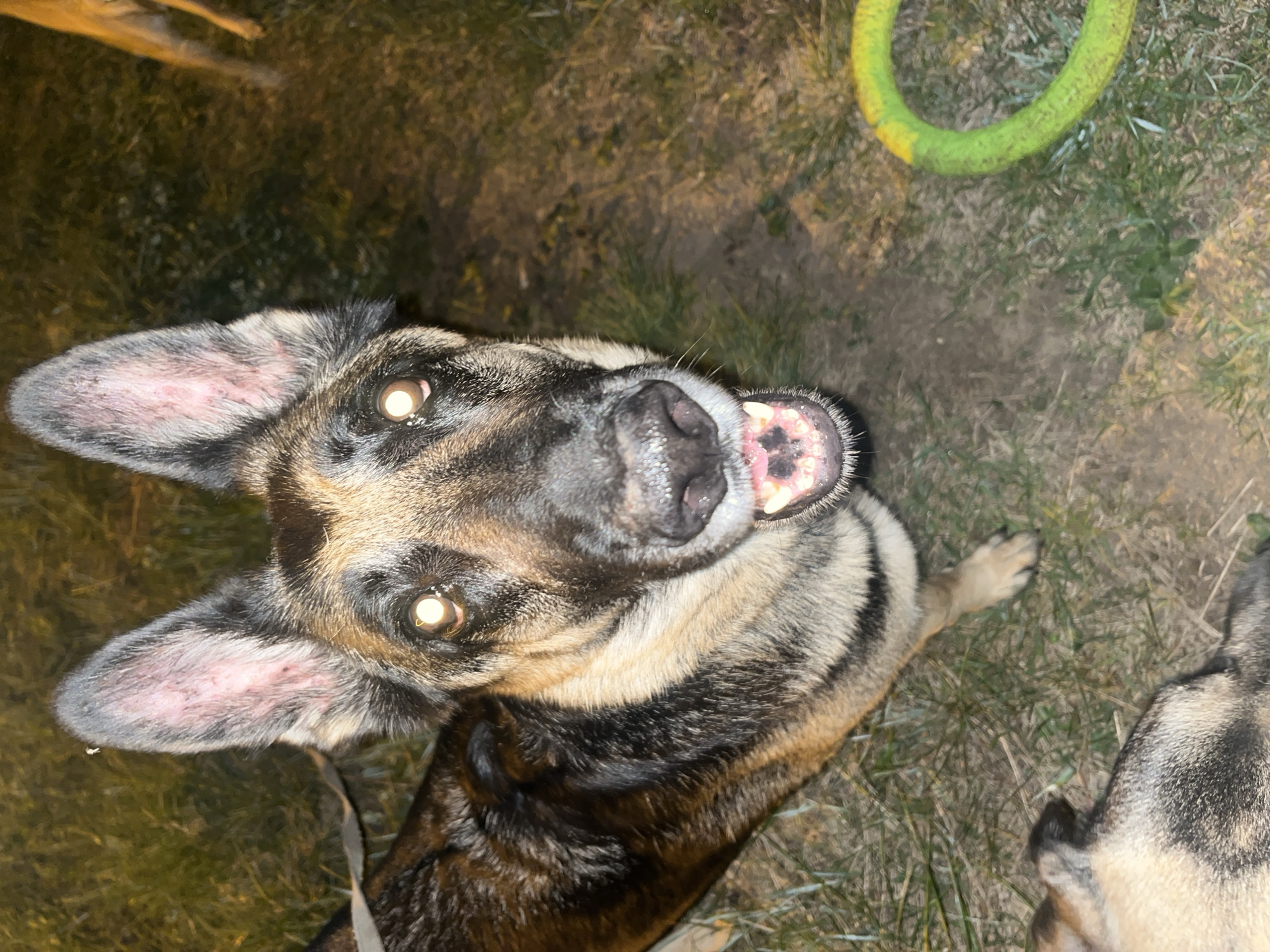 Dogs play and rest in Nizhny Tagil evening hours