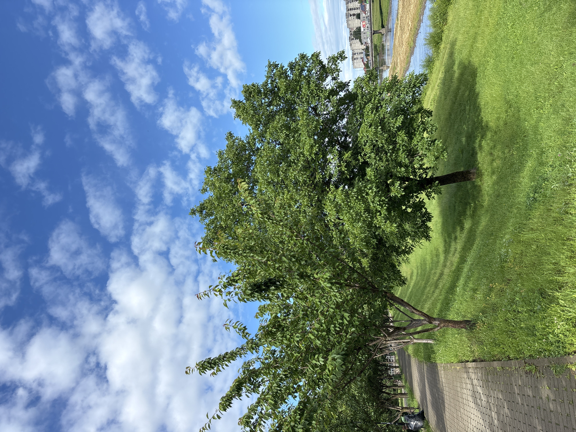 Morning park walk captures flowering trees and garden details