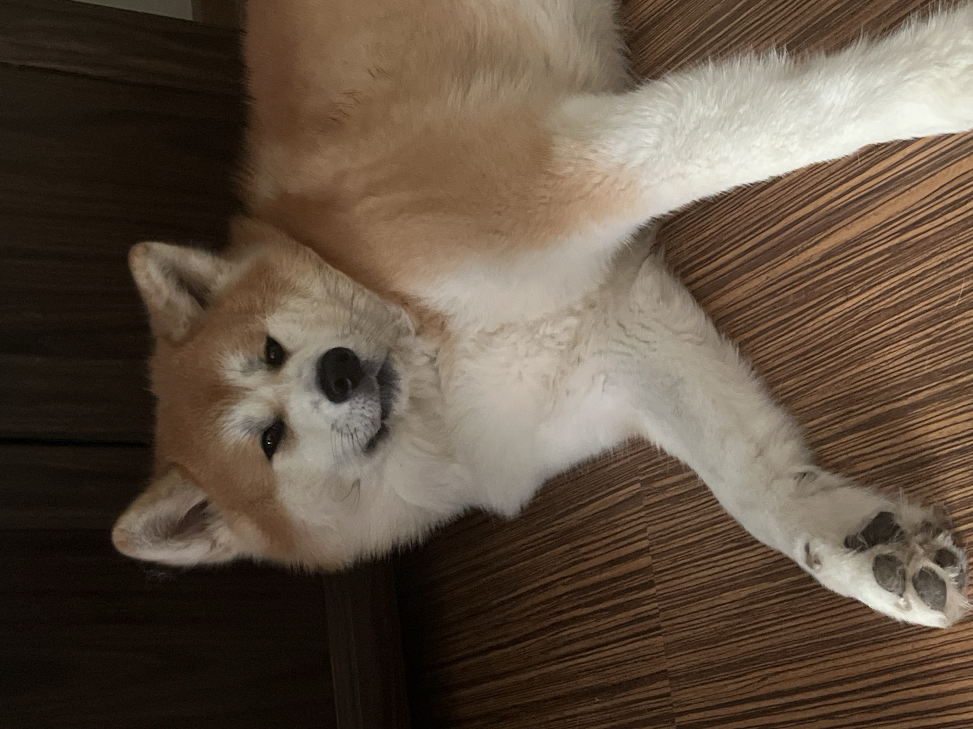 Quiet morning moments with sleeping dog captured in Minsk home