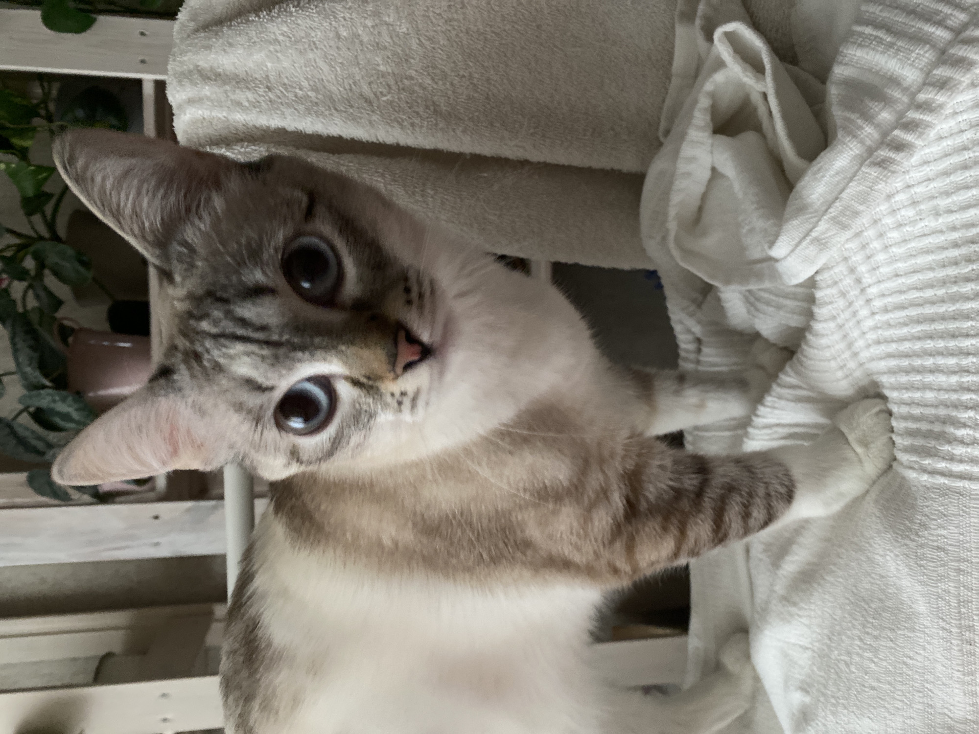 Blue-eyed cat photographed indoors in Yekaterinburg home