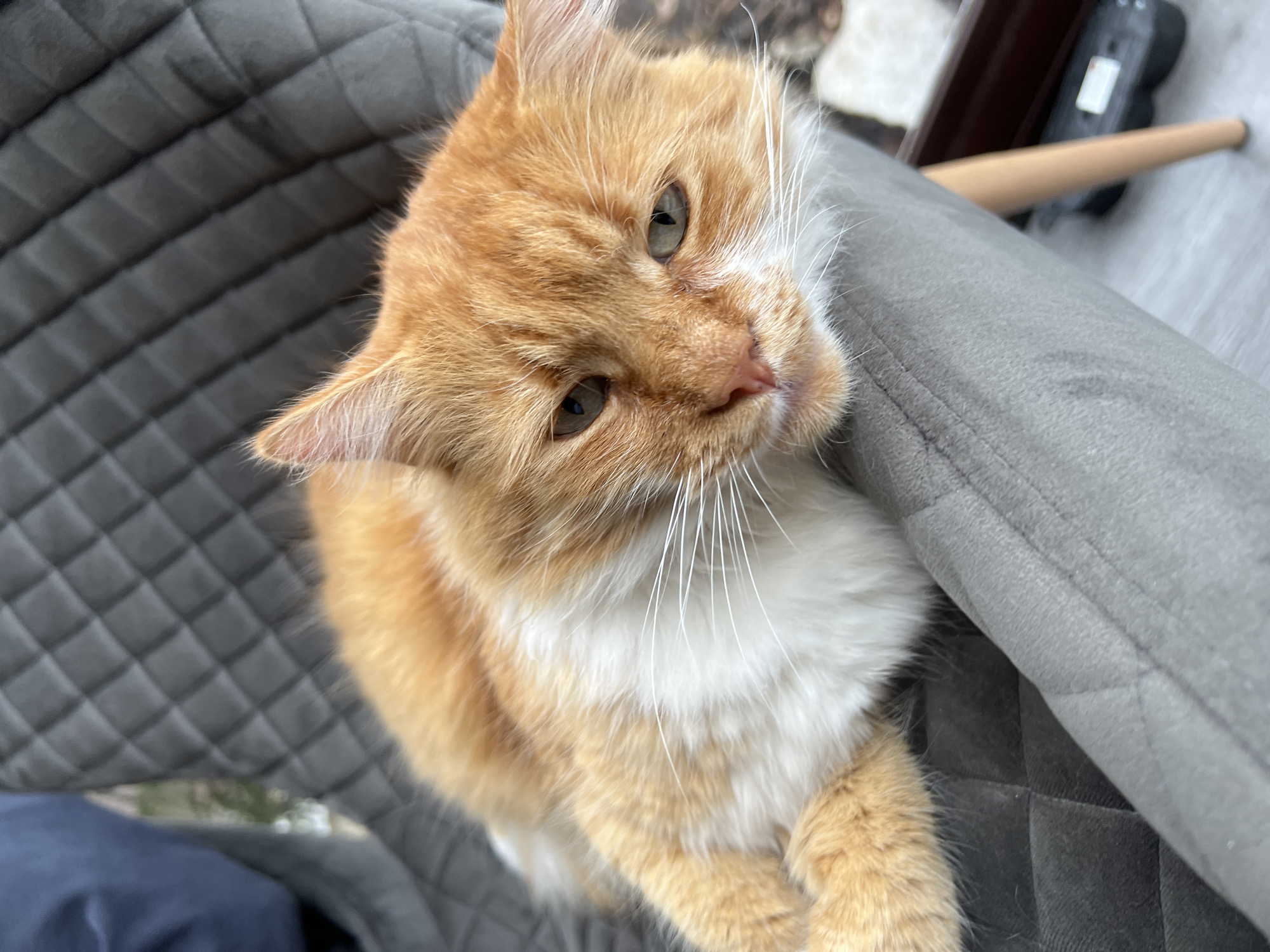 Cat rests and grooms on chair in Razlog home