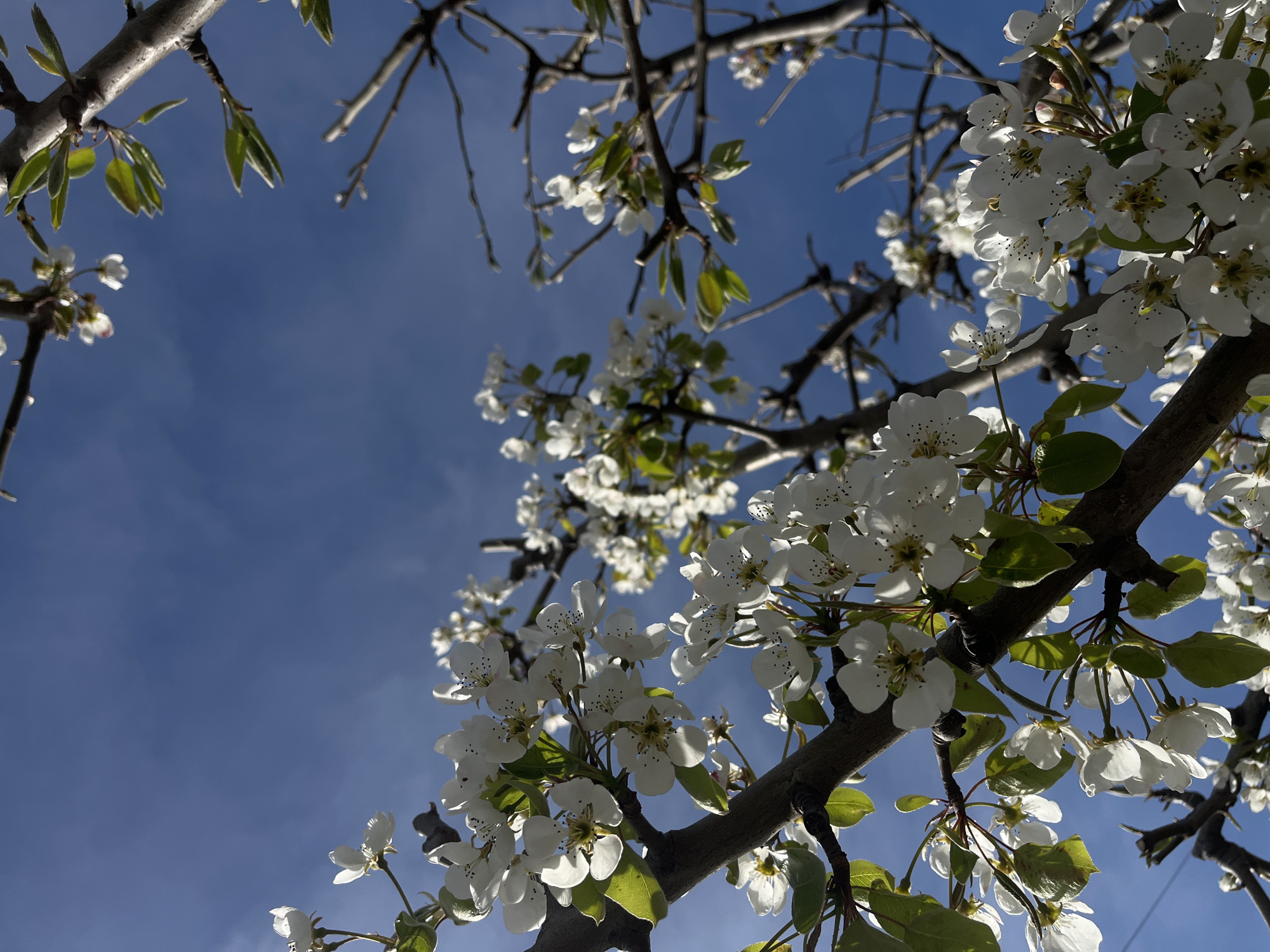 Spring blooms captured in Lozarevo, Bulgaria