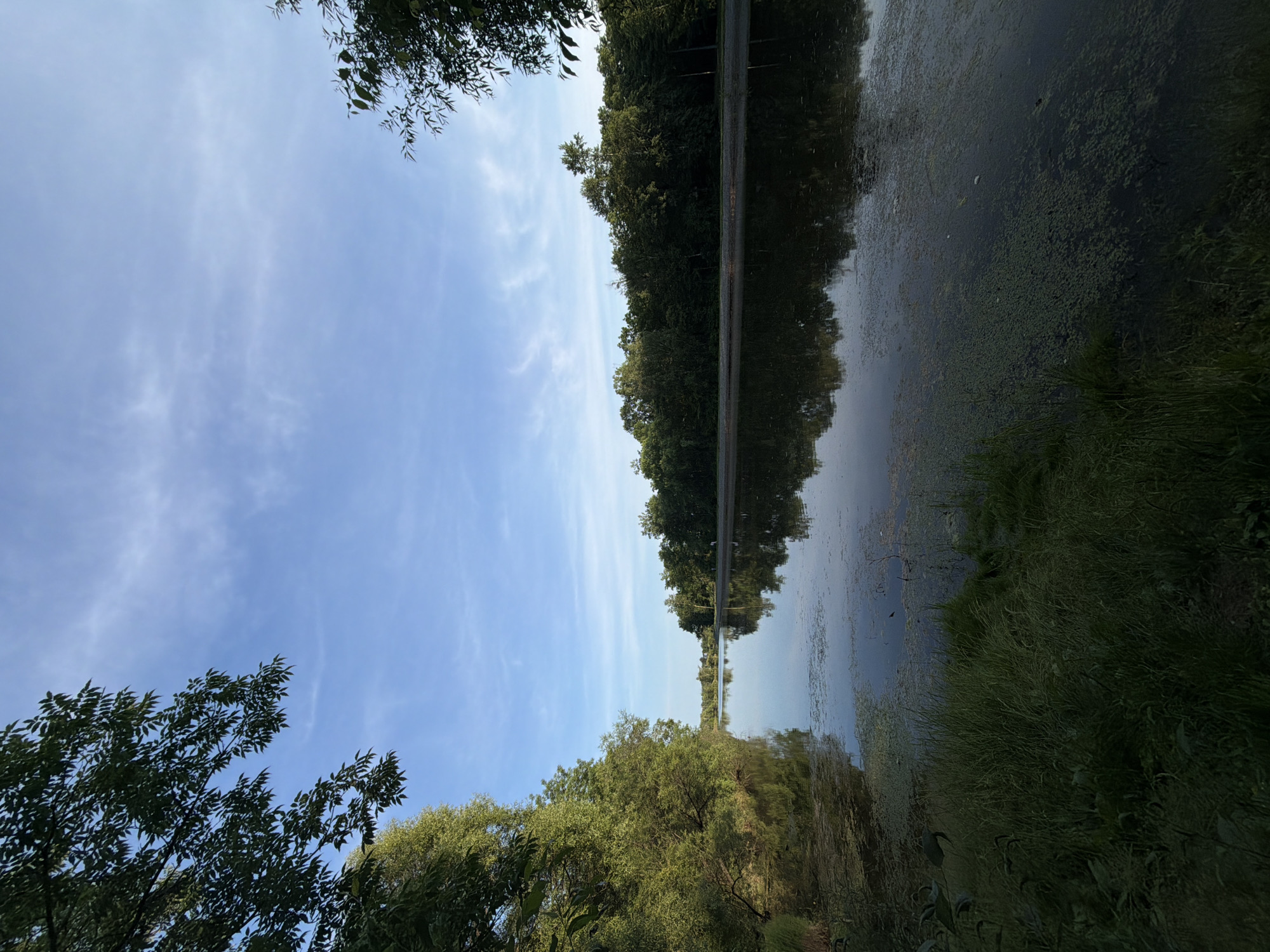 Two ducks on a calm, tree-lined river in Birobidzhan