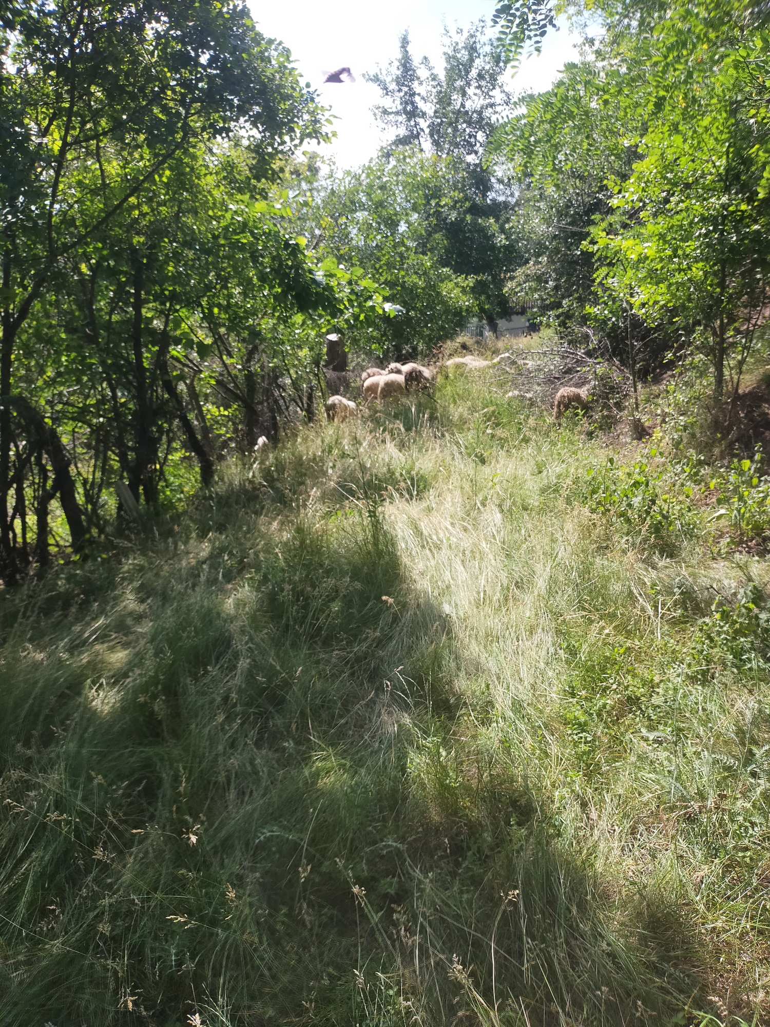 Quiet rural morning in Ustyvytsia — livestock, fences, and village life