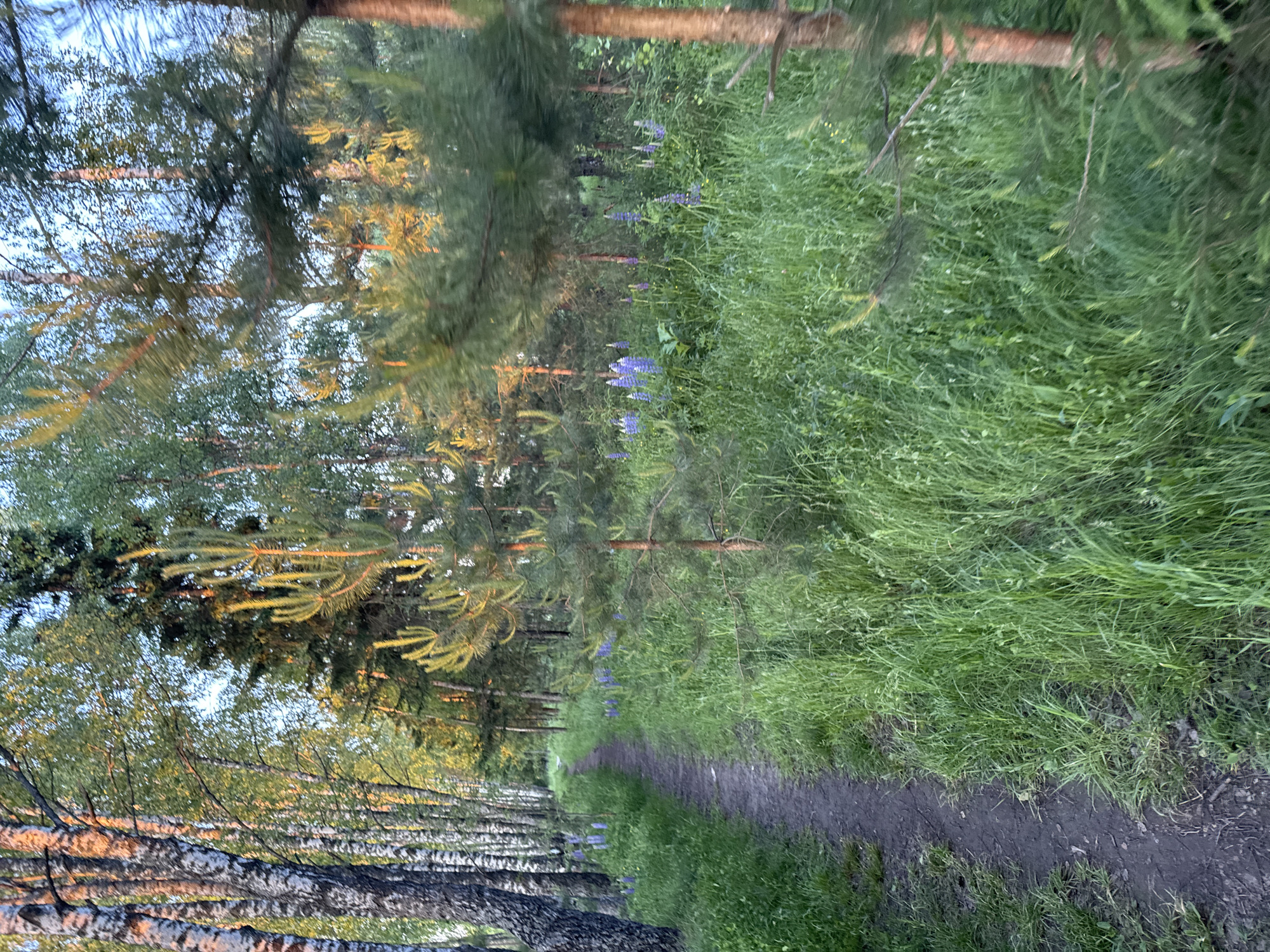 Evening walk through lupine-lined paths in rural Russia