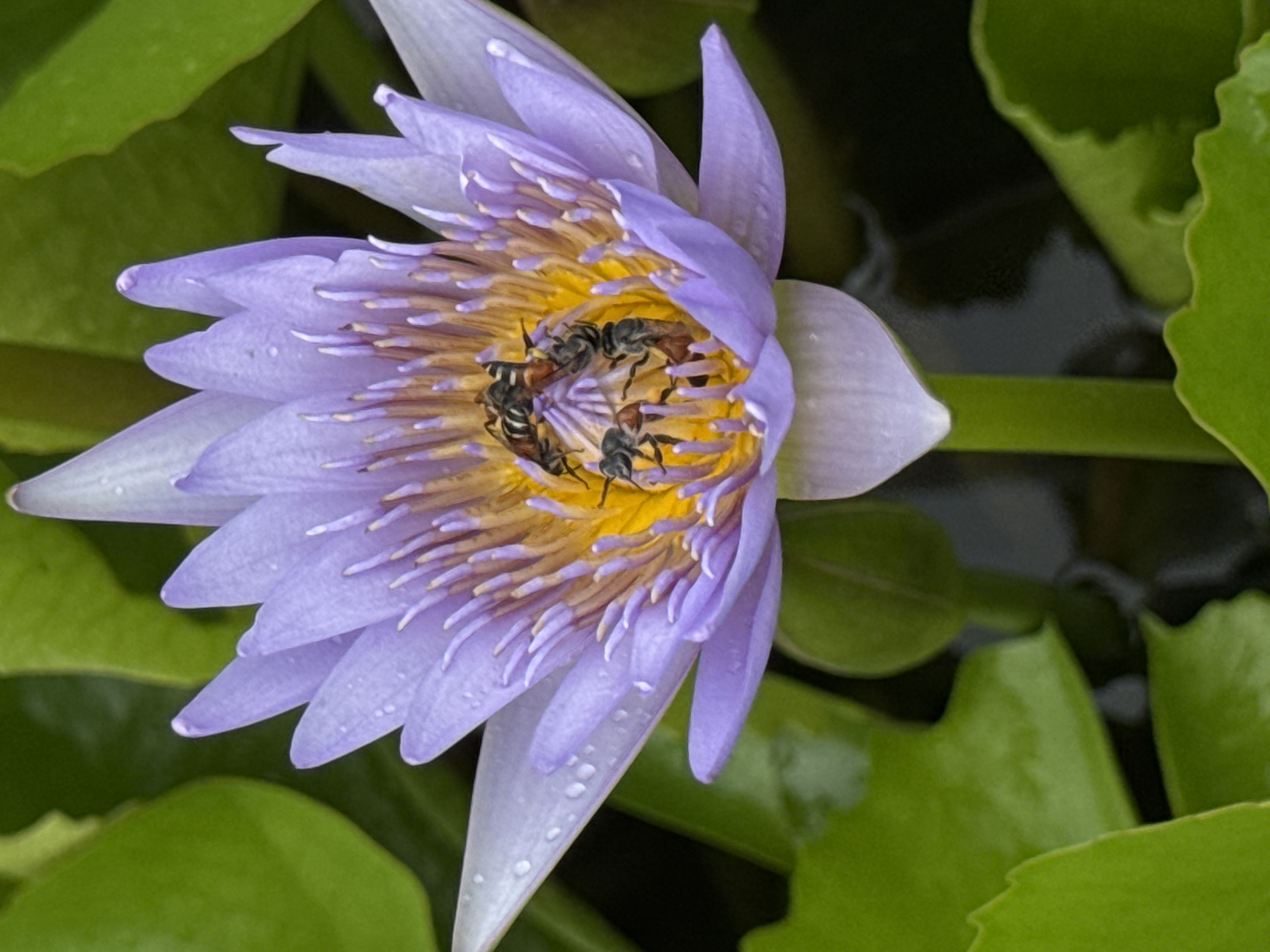 Lotus pond life in Bangkok: bees, blooms, and a squirrel