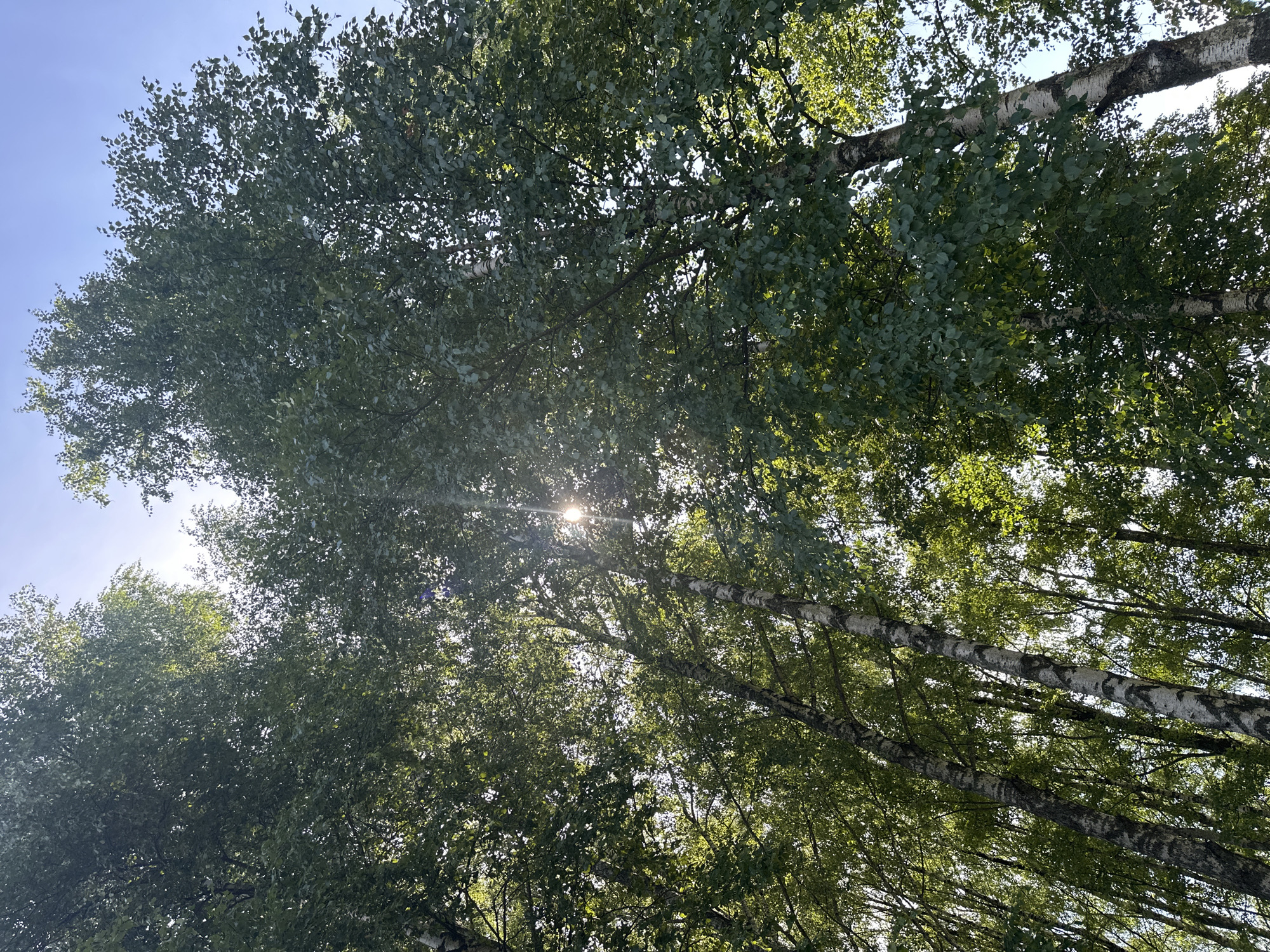 Exploring sun-drenched park paths through dense evergreen corridors