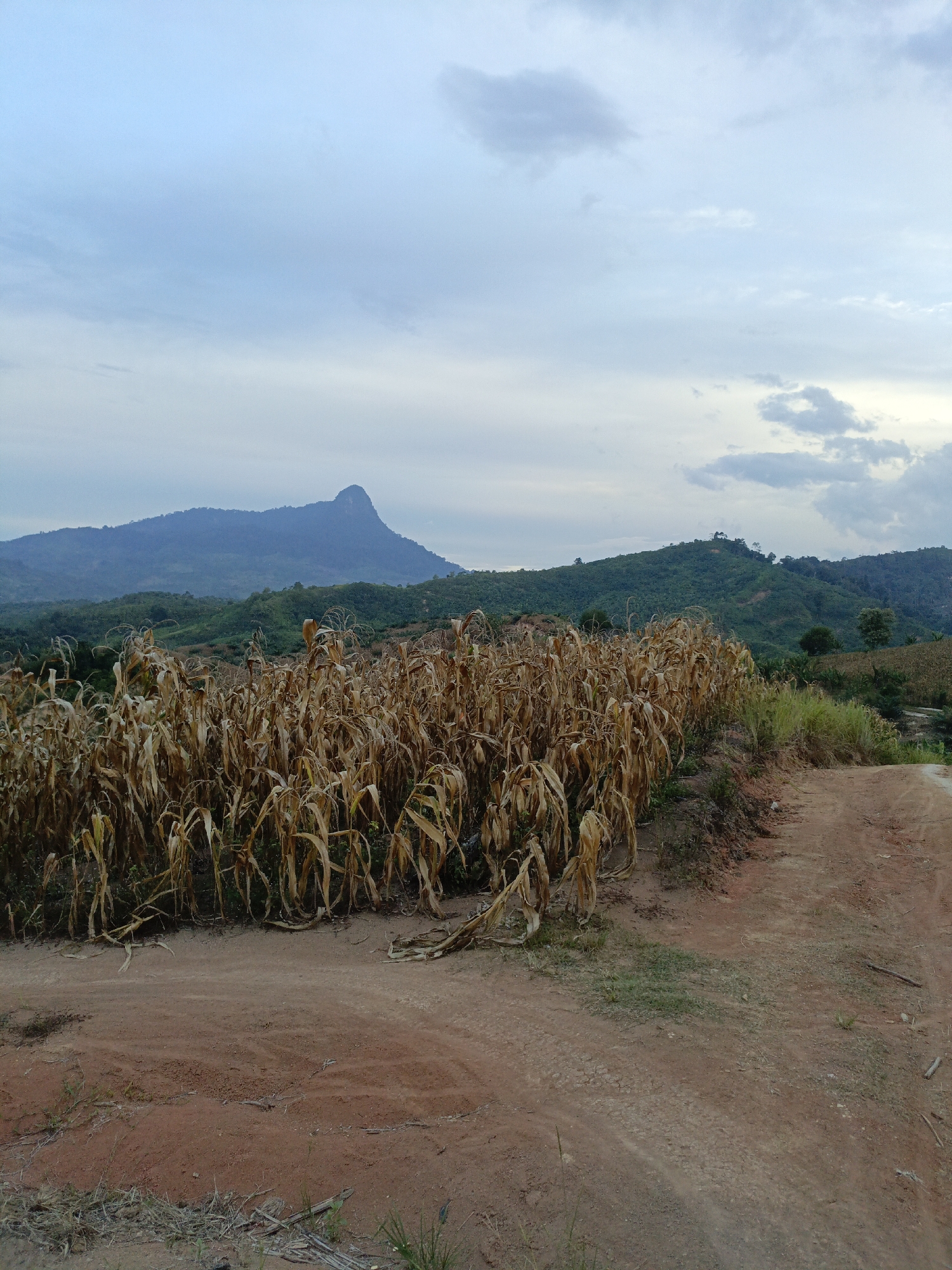 Rolling farmland with cornfields, palm rows, and dirt paths