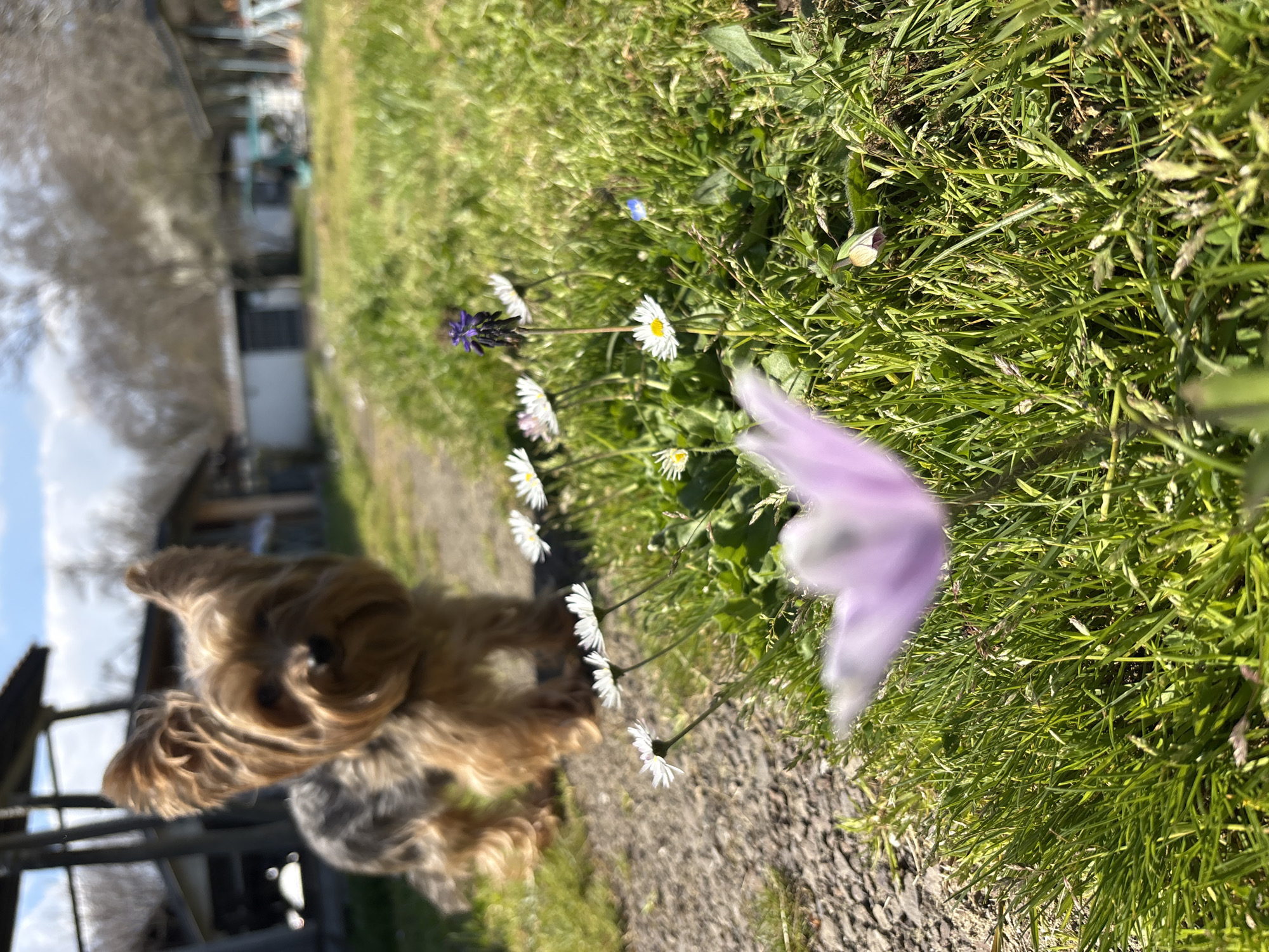 Yorkshire Terrier spotted among wildflowers in Bulgarian coastal town