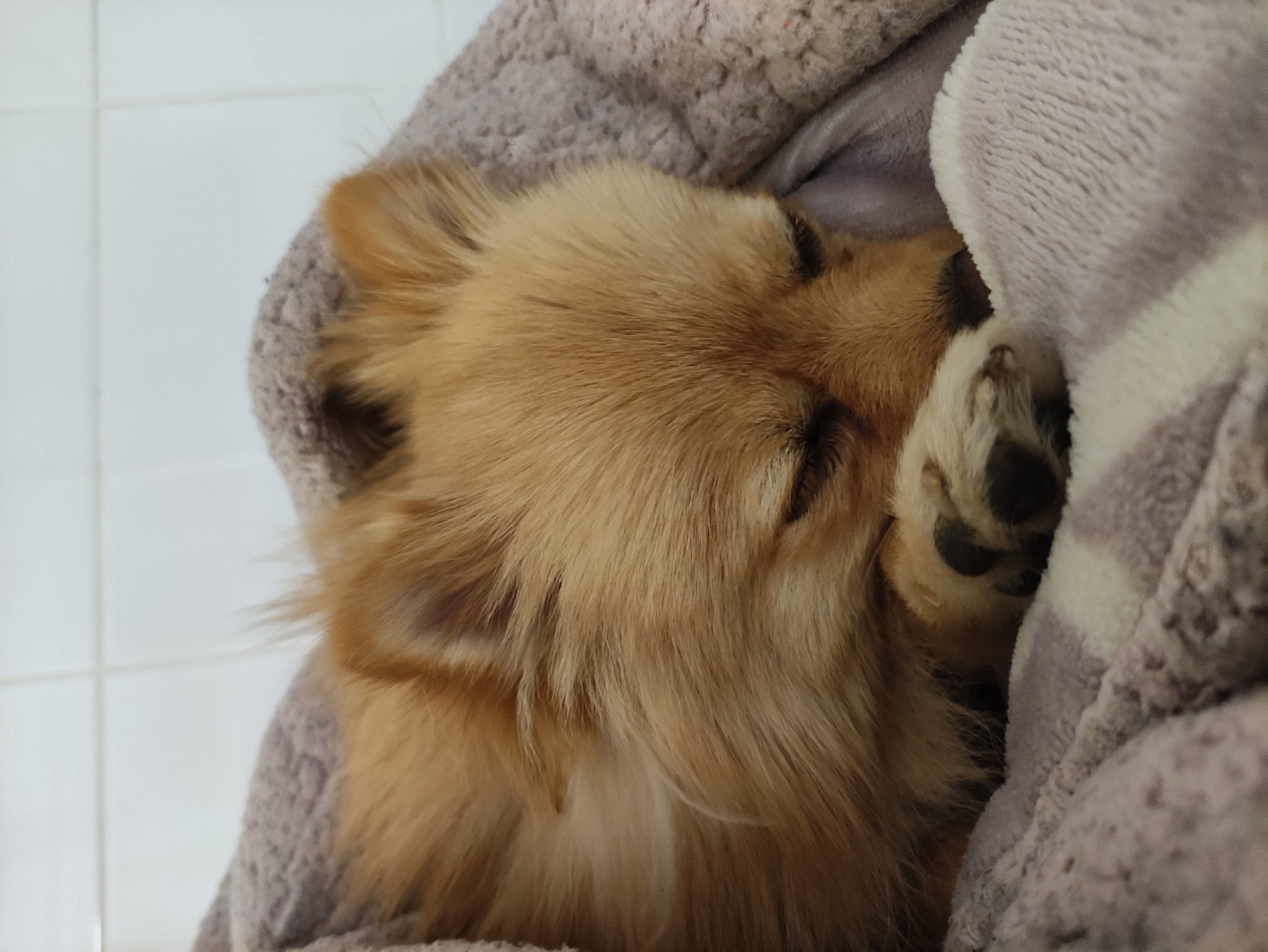 Dog sleeps peacefully under striped blanket in Sabadell