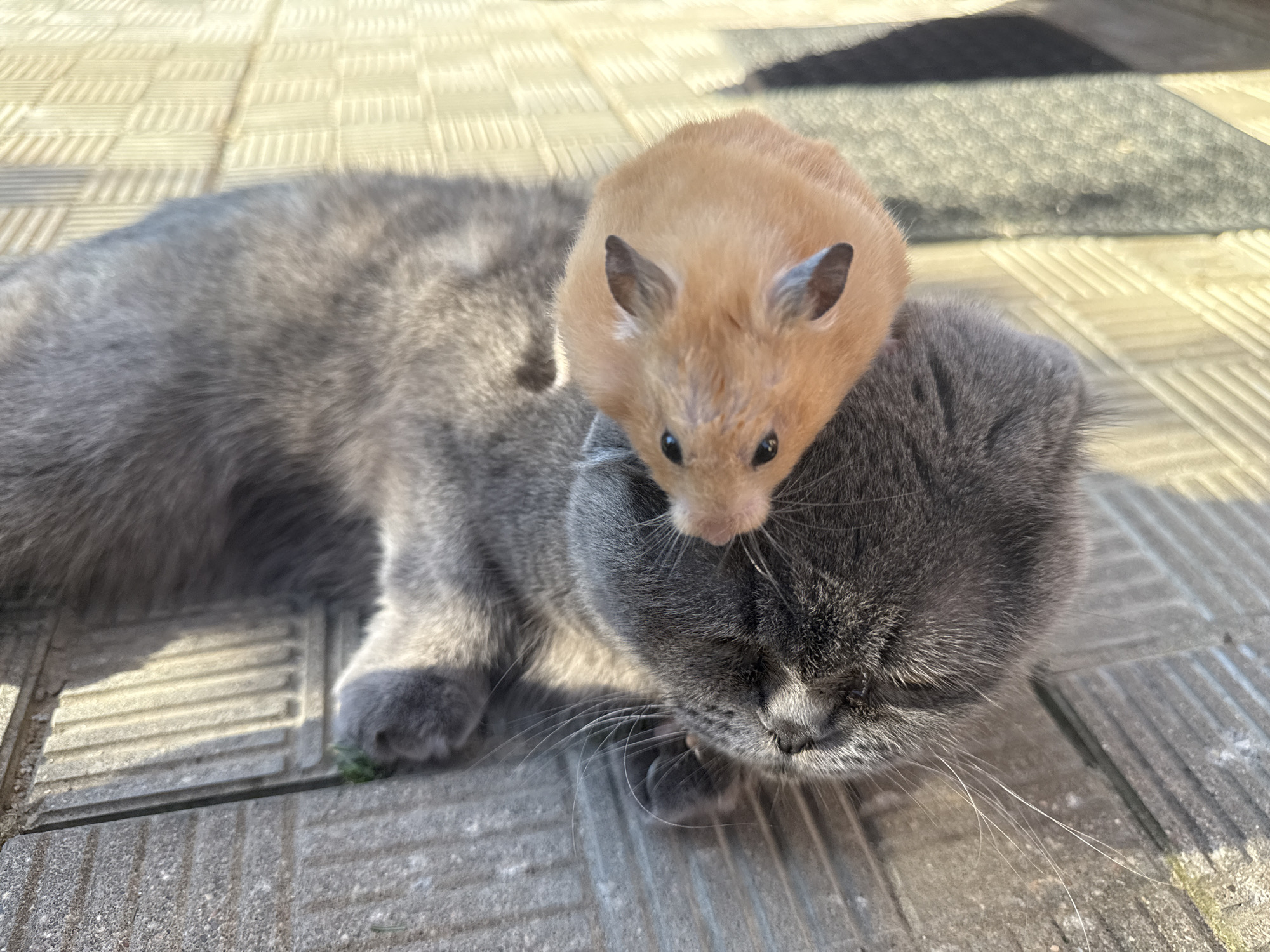 Cats, hamsters, and a dog at home in Pastavy, Belarus