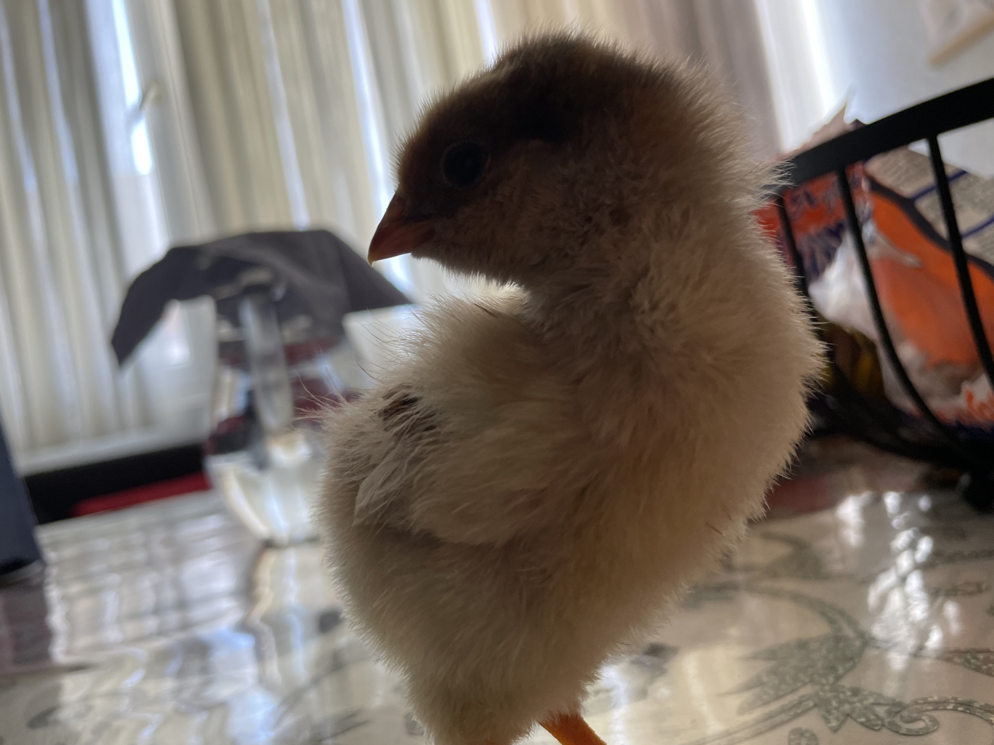 Baby chicks photographed in various poses in Zlatograd, Bulgaria