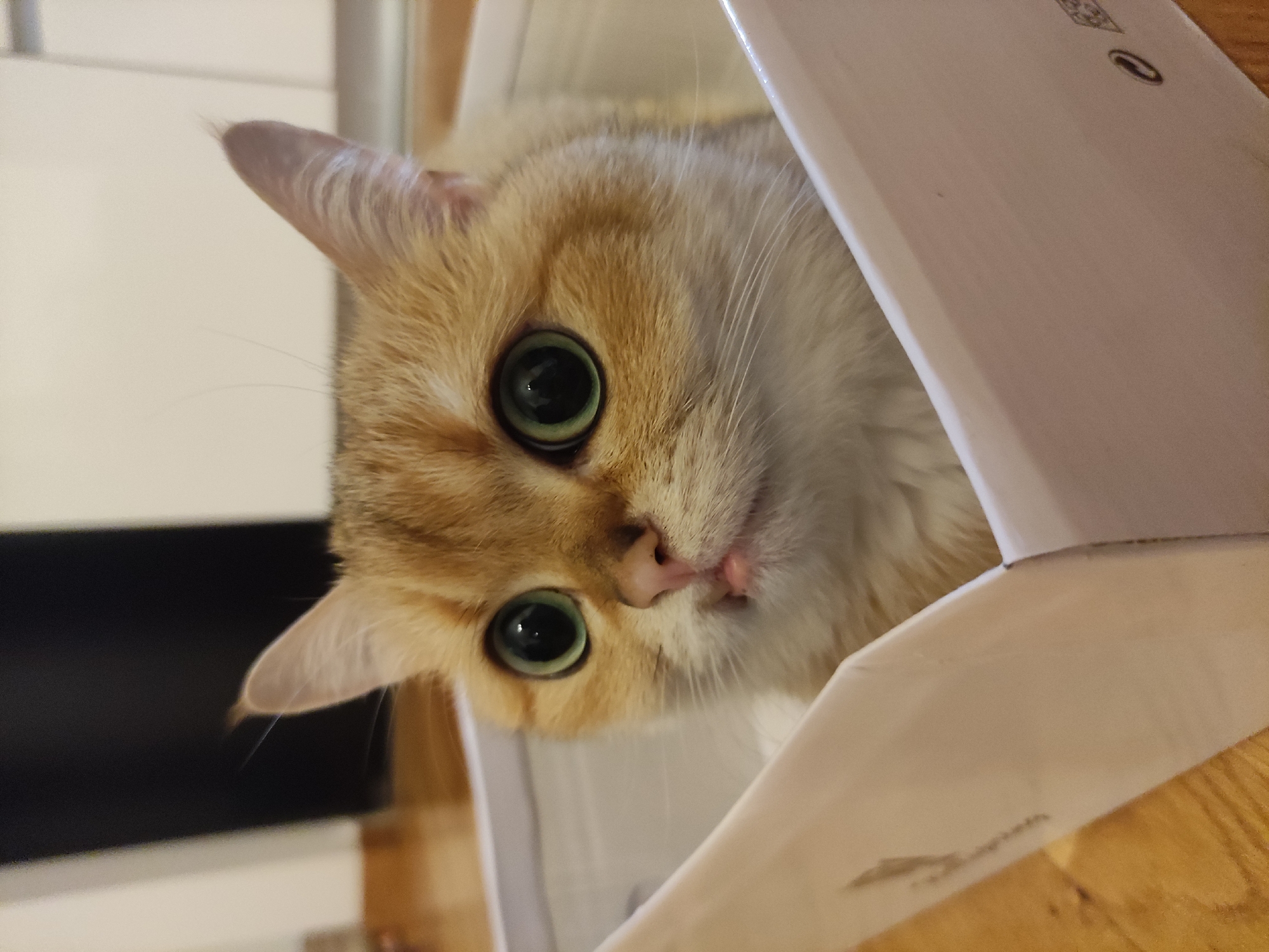 Cat sits in cardboard box in Montenegro village