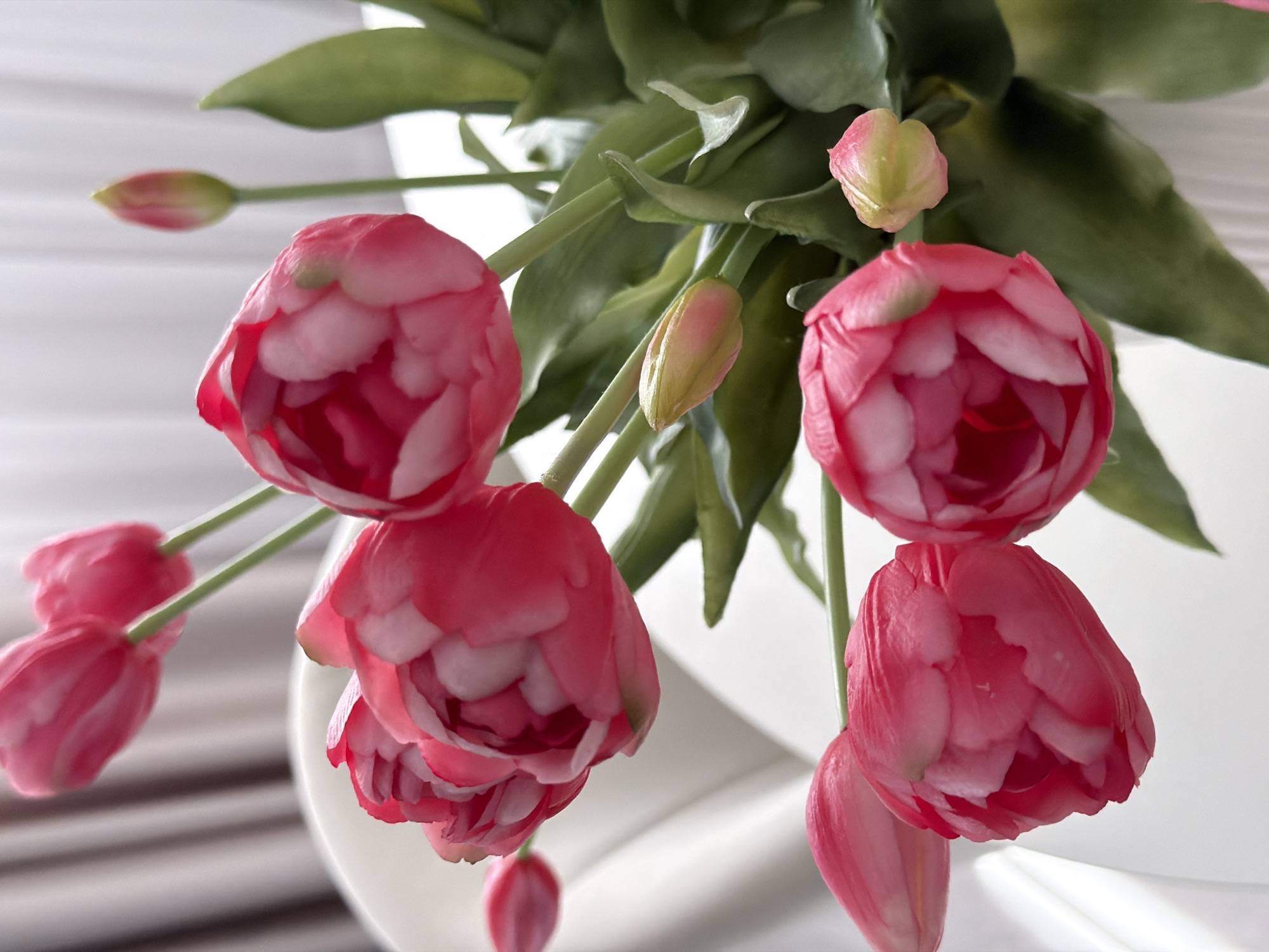 Witness documents indoor flowering plants in detailed botanical photography session