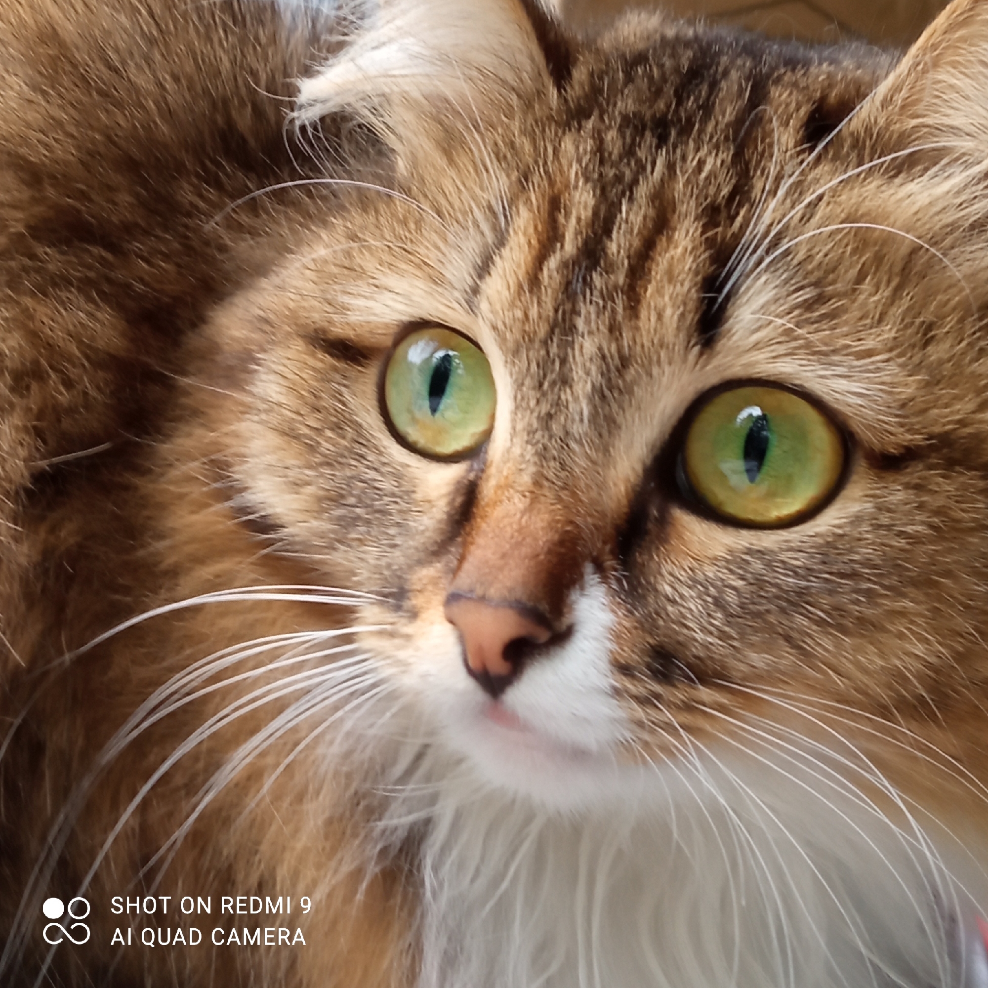 Cat photography session and flower arrangement captured in Chaikovsky
