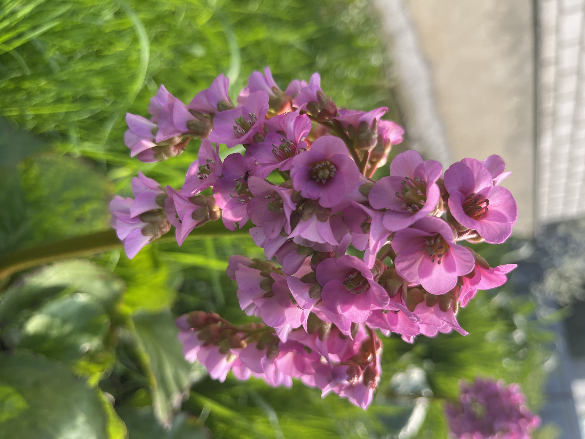 Spring flowers documented across Russian village gardens