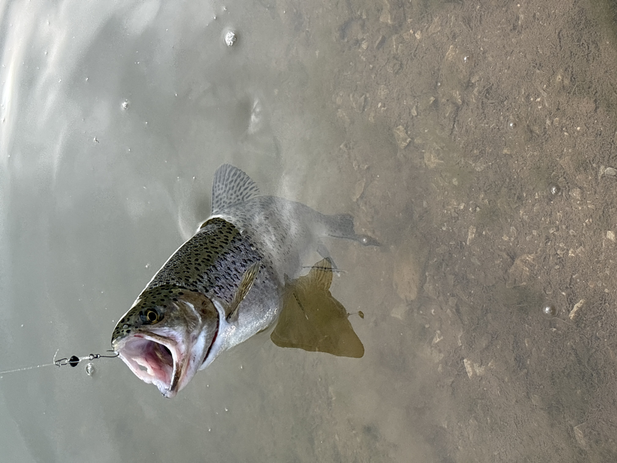 Early morning fishing yields rainbow trout near Godech, Bulgaria