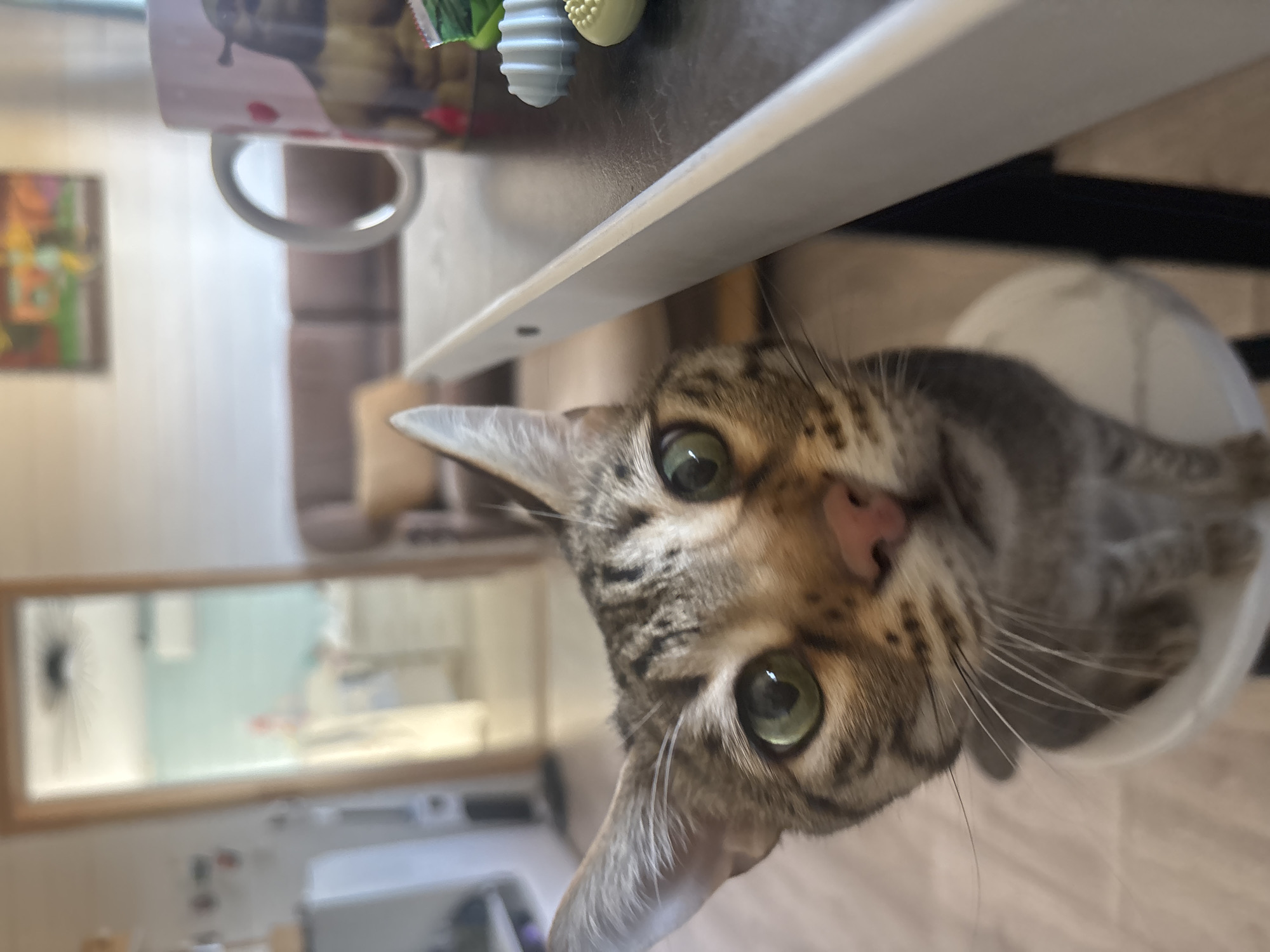 Cat plays with toy mouse near food bowl in Russian home